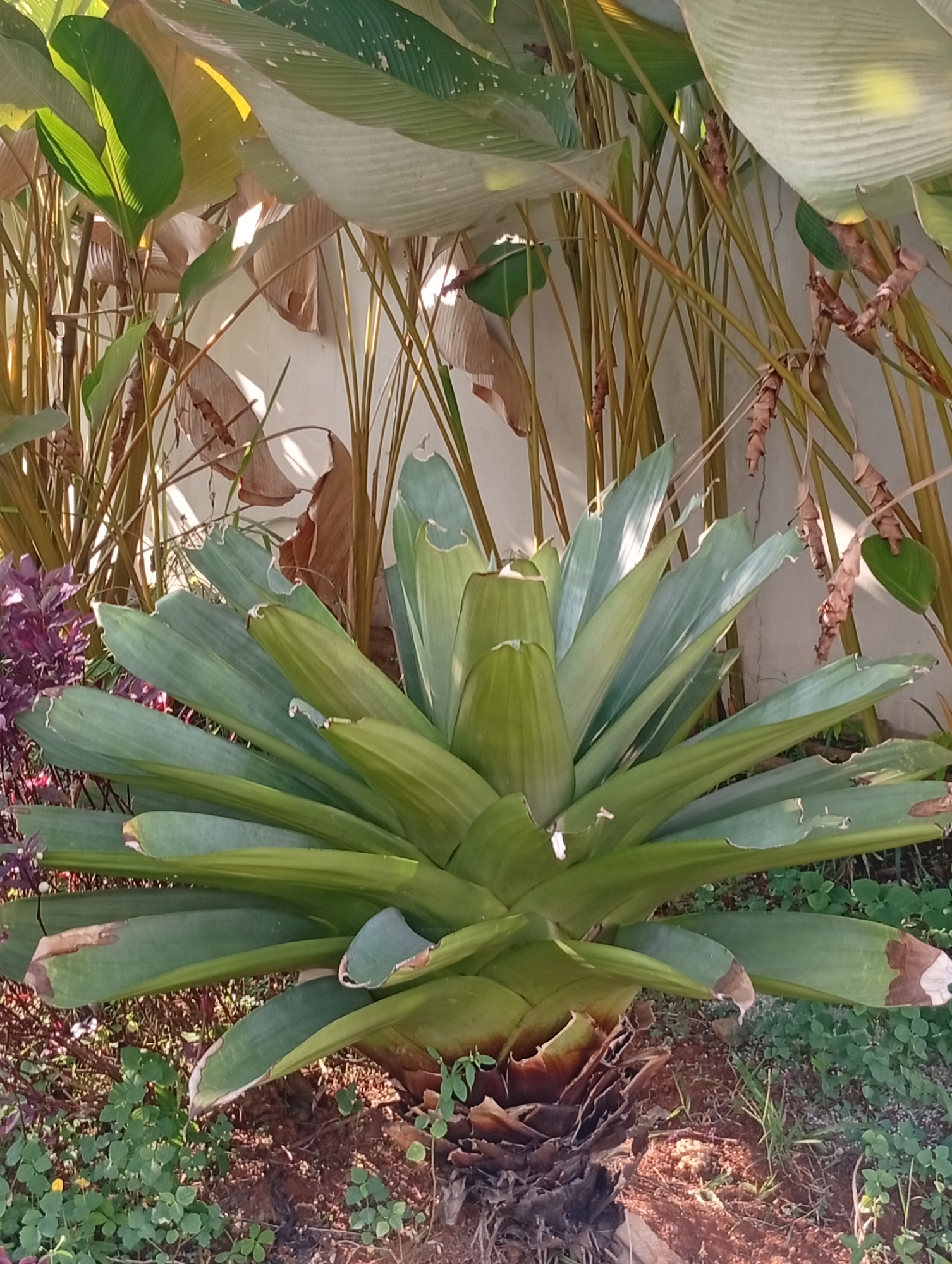 A large, green, spiky plant, likely a bromeliad, is the central subject of this photograph taken outdoors. The plant has broad, pointed leaves arranged in a rosette pattern, with some leaves appearing slightly damaged or browned at the tips. The plant is rooted in reddish-brown soil, with small green ground cover plants and dry brown leaves scattered around it. Behind the central plant, there are tall, thin, yellow-brown stalks and large, light-green leaves, possibly from other plants. The background is a light-colored, textured wall. The lighting suggests it is daytime, with some areas of bright sunlight and shadow. The scene appears to be a garden or landscaped area in Kemang, Indonesia. There are no people or animals visible in the image.
