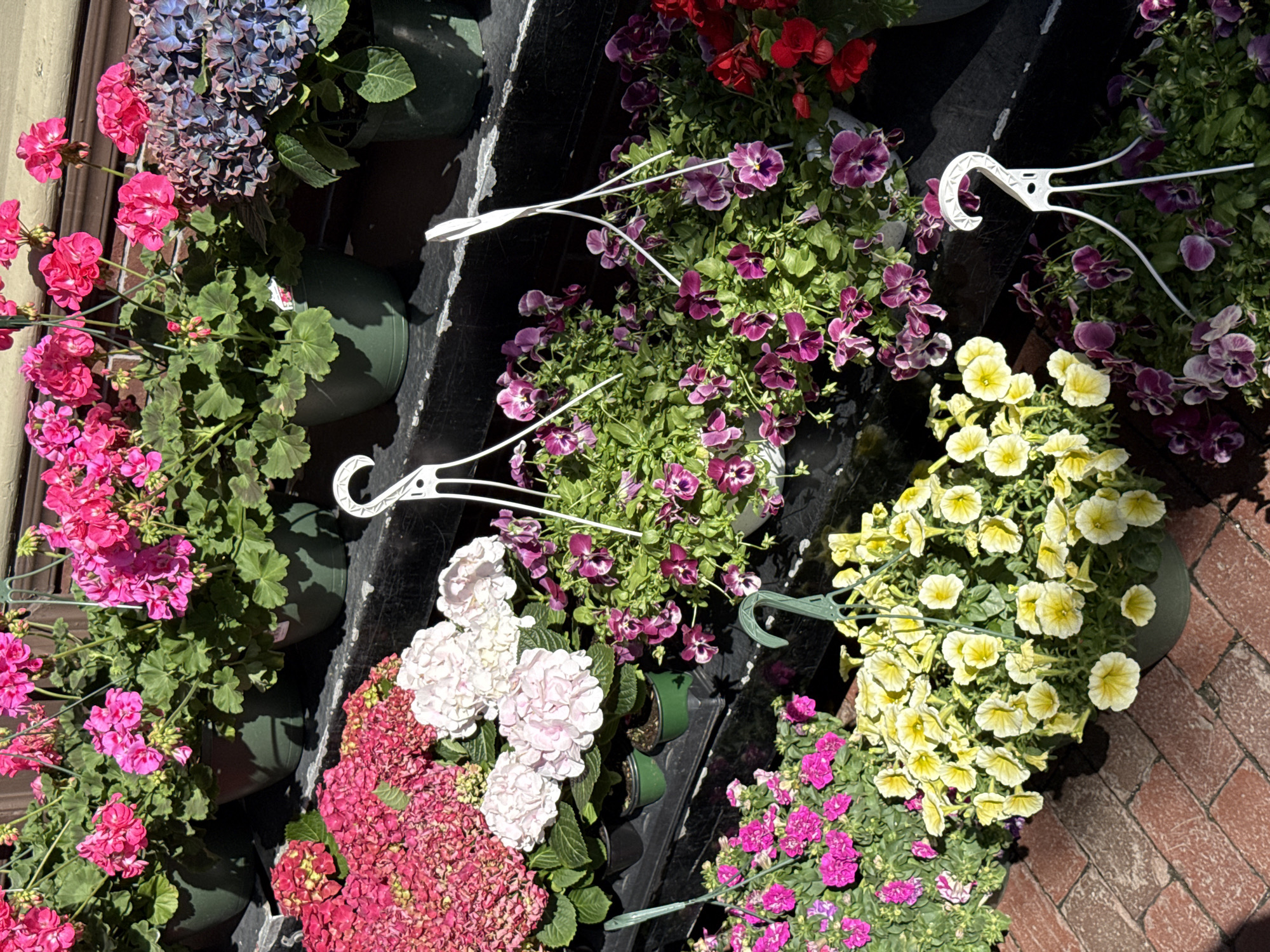 This is an eye-level shot of various flowering plants arranged on what appears to be a tiered display, likely outside a shop in Boston, United States. The scene is bathed in natural light.
The plants are in various colors and types. On the left side, there are geraniums with vivid pink flowers, as well as hydrangeas. There are hanging planters with purple flowers and others with yellow flowers. The plants are in dark green pots, and some pots are suspended by white plastic hooks.
A segment of red brick pavement is visible. The tiered display is black and situated against a dark surface.