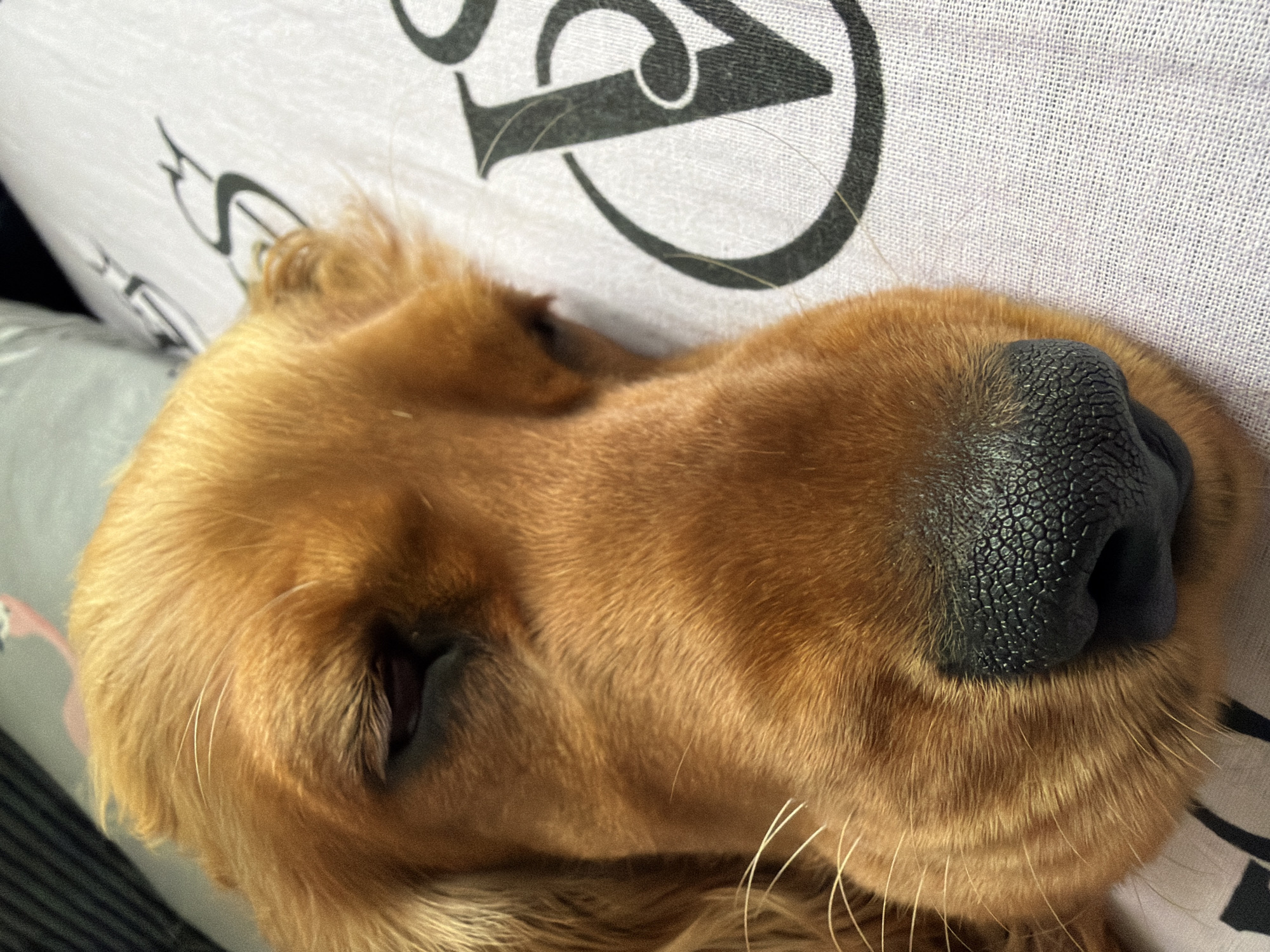 The image shows a close-up of a golden-colored dog's face, with its eyes partially closed. The dog appears to be lying on a patterned surface, possibly a blanket or pillow, which has dark lettering on it. The background is blurred, but it suggests an indoor setting. There are no discernible elements that would indicate the location is in the city of Minsk, Belarus.