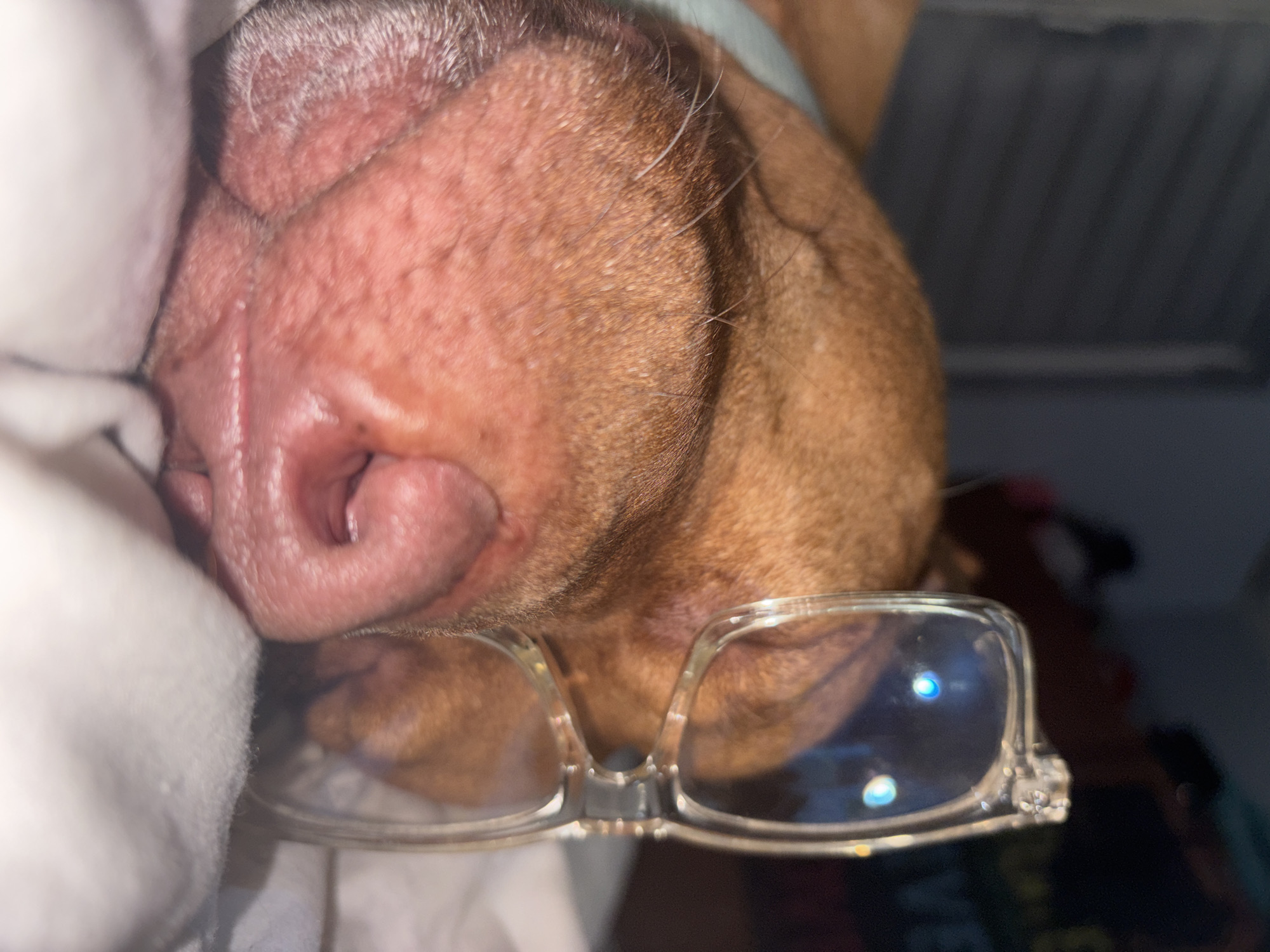 A close-up photograph shows a brown dog's face, specifically the nose and surrounding area. The dog is lying against a white, soft material, possibly a blanket or pillow. Resting on the dog's face are clear-framed eyeglasses. The scene is indoors. It is impossible to know if the image was taken in the city of Sofia, Bulgaria based on the contents of the image.