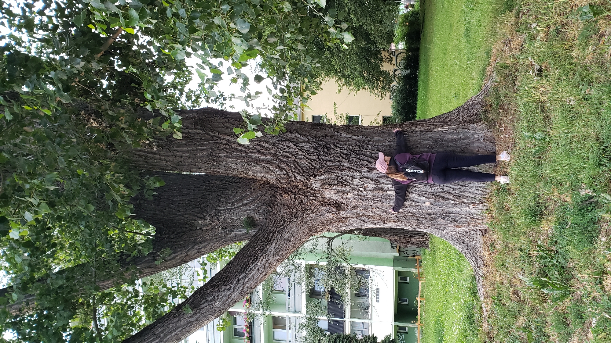 A woman wearing a pink cap, a dark purple hooded jacket, and black pants is hugging a large tree in Prešov, Slovakia. She has her arms wrapped around the trunk and her back is to the camera. The tree is ancient with a thick, gnarled trunk and large branches. In the background, there are apartment buildings with light green and yellow facades, and a patch of green grass. The sky is overcast.