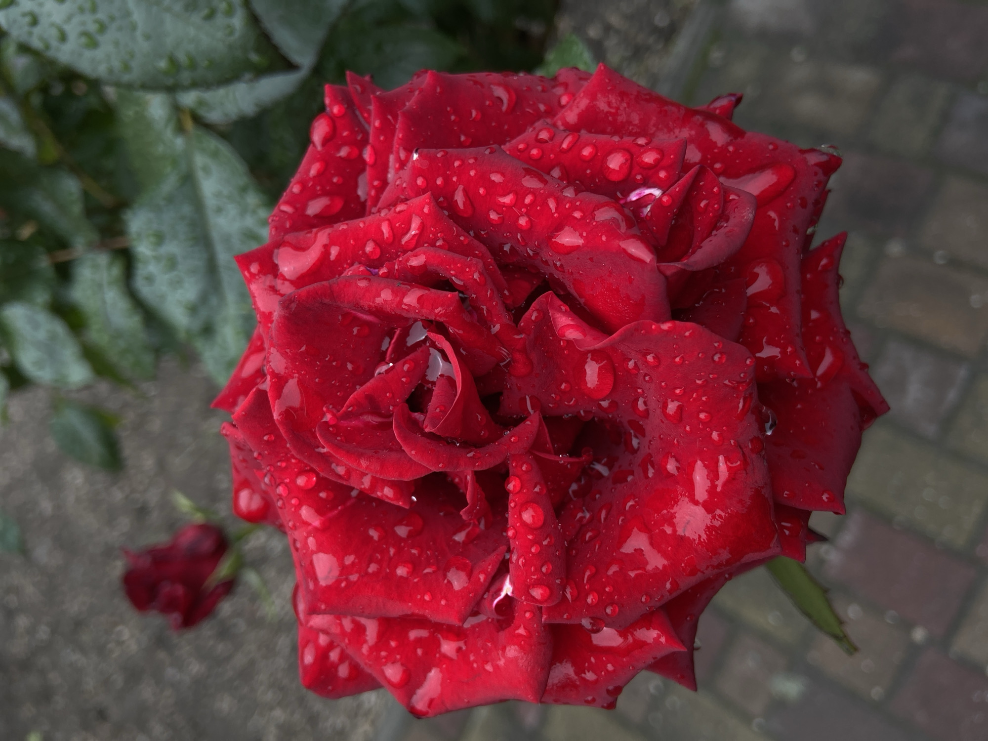 A high-angle, close-up shot focuses on a fully bloomed, vibrant red rose covered in water droplets. The rose occupies the majority of the frame, with its petals tightly arranged and layered, giving it a full and textured appearance. Water droplets cling to the petals, enhancing their sheen and adding to the visual texture. The background includes greenery to the left and a brick-like surface to the right, suggesting an outdoor setting in a garden or similar location. A second, smaller rose bud is visible in the lower left corner, out of focus. The environment is not specified, but it could be situated in Unknown, Unknown, based on the context of the provided task.