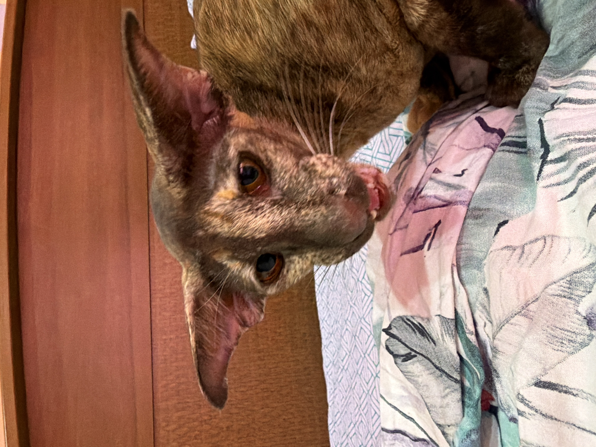 A brown and tan cat with large, pointed ears is looking at the camera. The cat's head is tilted and it is lying on a patterned blanket with pink, grey, and white colors. A wooden door is visible in the background. The location is not discernible from the image.