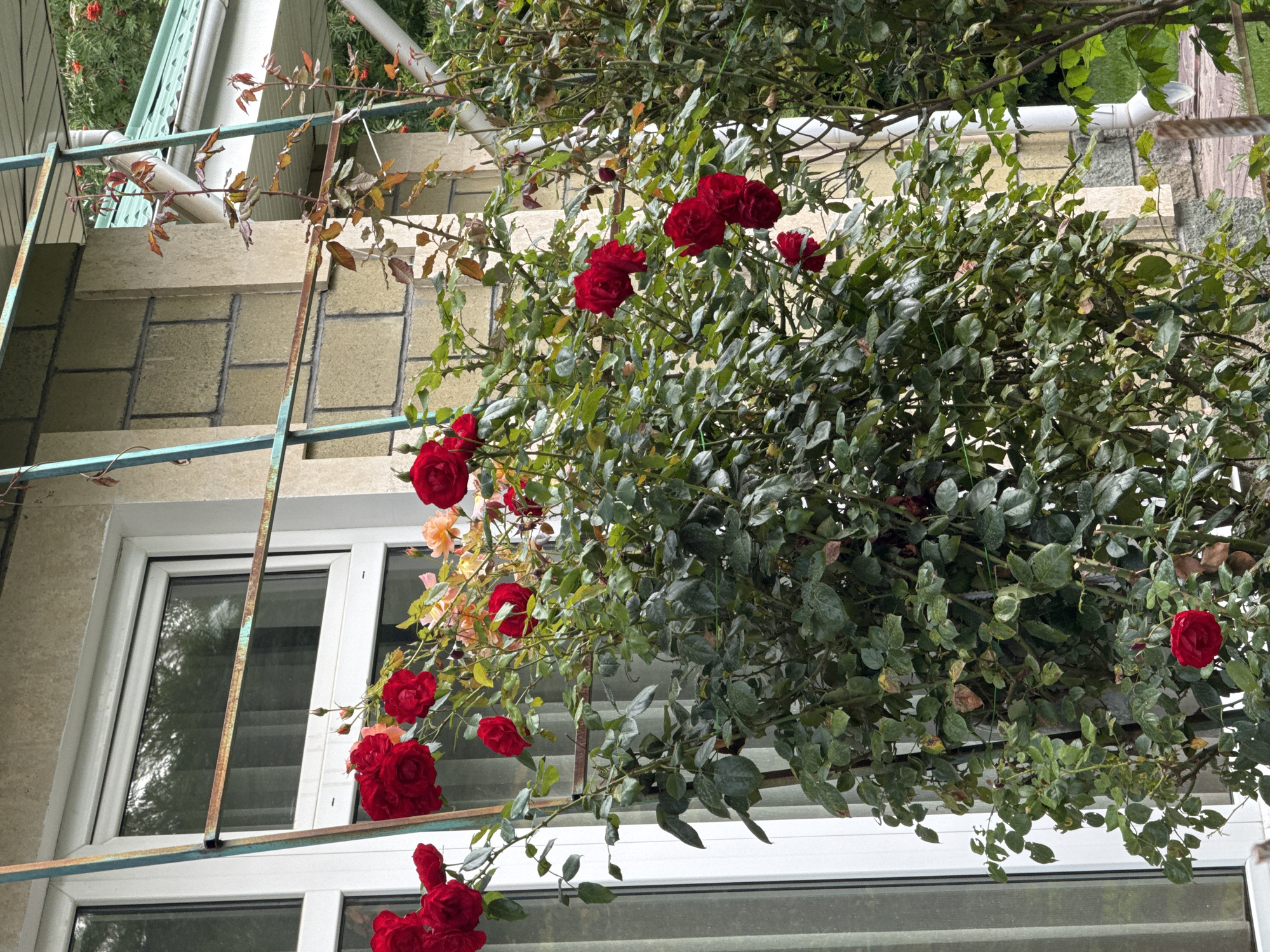 This is a medium shot, eye-level, outdoor photograph taken in the city of Sary-Oy, Kyrgyzstan. The focus is on a rose bush with several red roses in bloom, situated next to a building with a light beige, brick-like facade. A white window with beige trim is visible on the left side of the frame. The rose bush extends upwards, intertwined with a metal trellis system that appears to be rusted and painted in a teal color. The background shows more of the building's facade and a green roof. The scene is framed in natural light, suggesting it was taken during the daytime. There are no people or animals visible in the image.