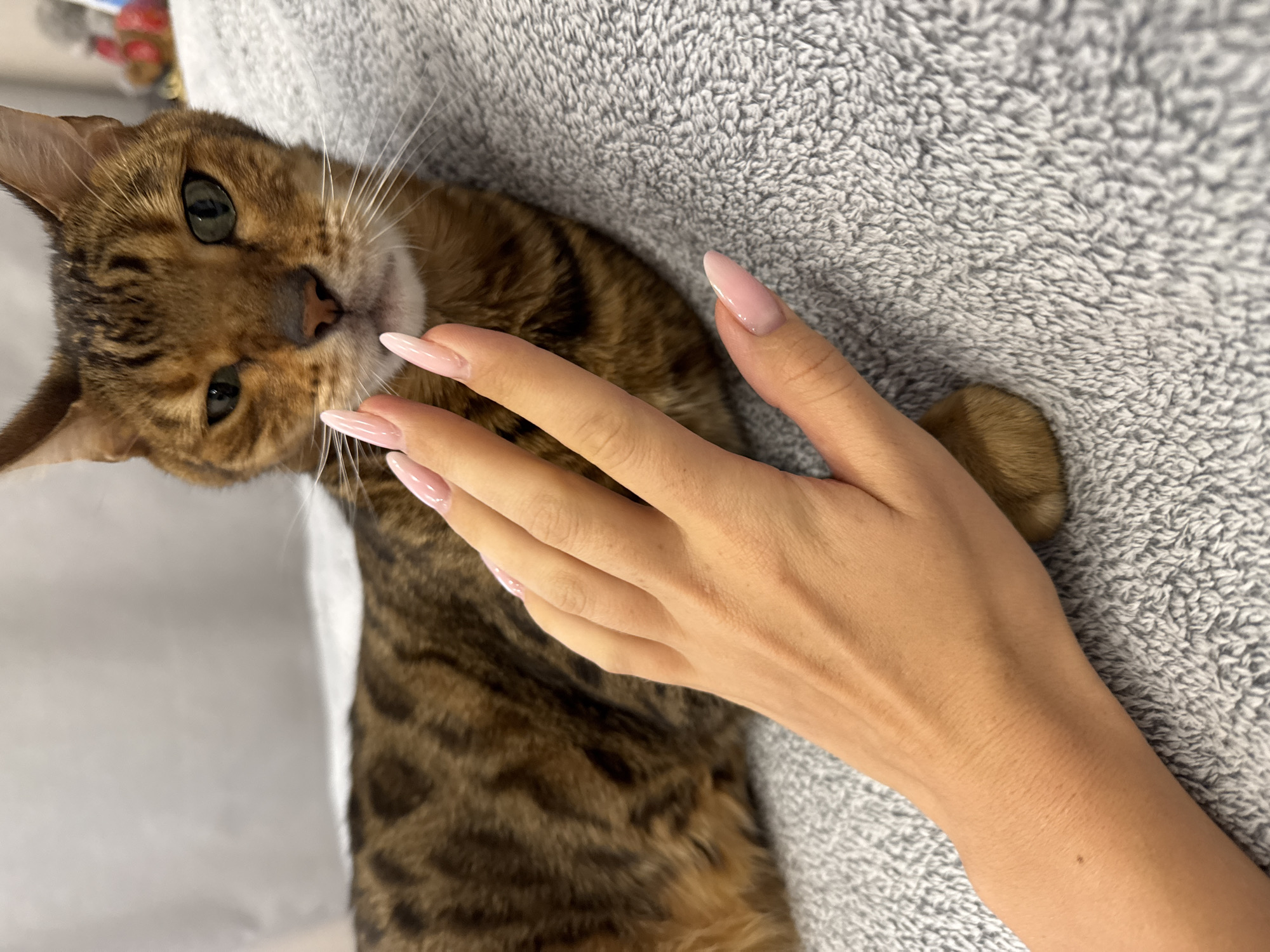 A tan Bengal cat with green eyes is lying on a gray textured blanket. A woman's hand, with long pink artificial nails, rests on the cat's head.