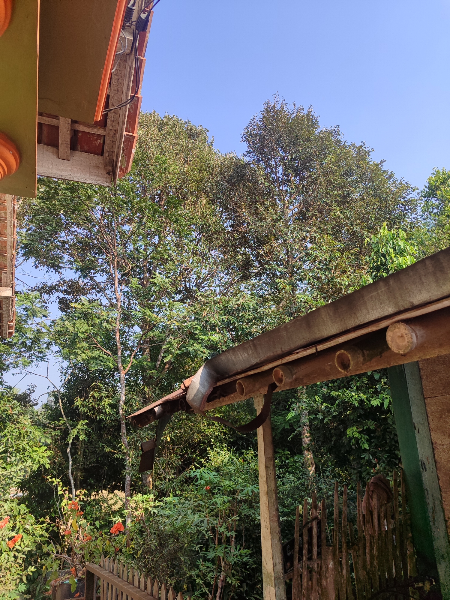 The image depicts an outdoor scene under a clear blue sky, likely in Gantungan, Indonesia, with lush green foliage and a rustic wooden structure. In the foreground, the edge of a building's eaves with terracotta tiles is visible on the left. To the right, part of a weathered, open-sided shelter is present, constructed with wooden posts and beams, one of which has sections of bamboo attached. The roof of this shelter is made of a dark, corrugated material.
Behind the shelter, a dense canopy of trees dominates the mid-ground, with a tall, slender tree trunk rising prominently in the center. Various other trees and dense undergrowth fill the space, with some red-orange flowers blooming in the lower left portion of the image. A rustic wooden fence runs along the bottom of the frame.
The overall impression is one of a rural or semi-rural setting, possibly a backyard or a garden adjacent to a home, characterized by natural elements and simple construction. There are no people visible in the image.