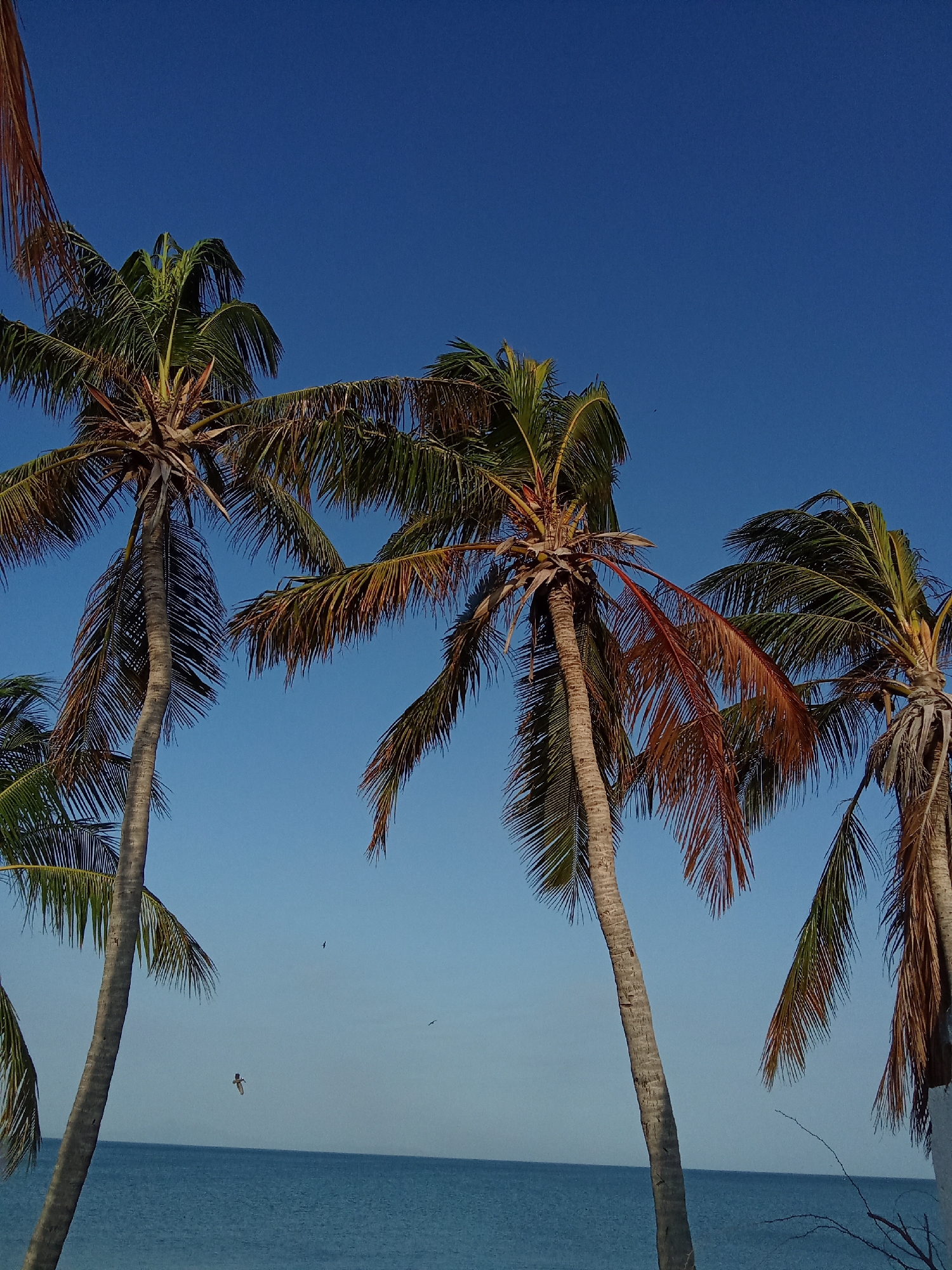 The image shows a view of palm trees against a clear blue sky and the ocean in Juan Griego, Venezuela. Three prominent palm trees dominate the scene, with glimpses of other trees on the left and right edges. The trunks are light gray with a textured surface, and the leaves are a mix of green and brown, indicating some are drying or dying. The ocean appears as a band of blue at the bottom of the frame. The sky occupies most of the upper portion, offering a solid, gradient blue. There is a small bird flying against the ocean in the middle-bottom of the image.