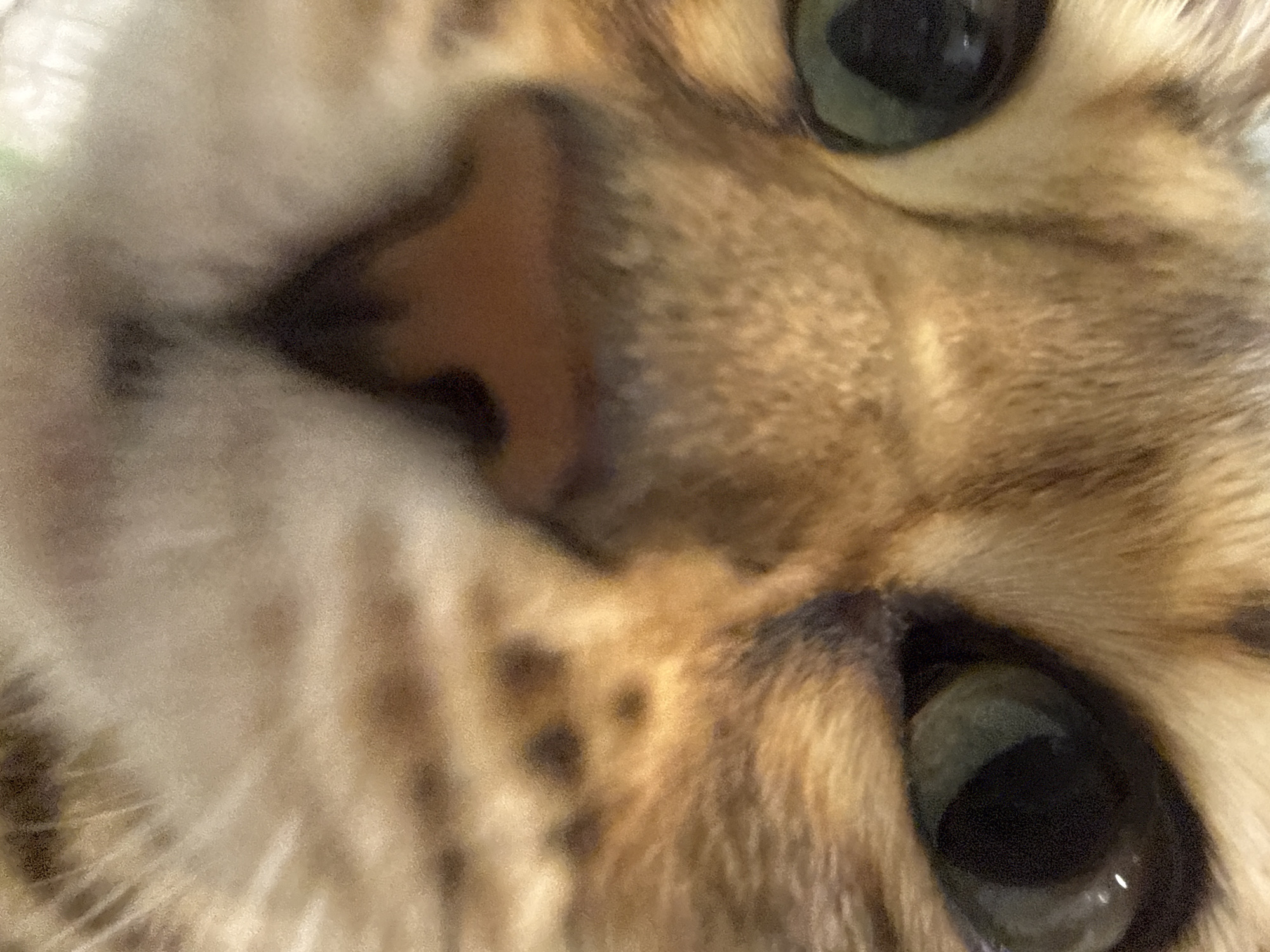 The image is a close-up of a Bengal cat's face. The cat has a pink nose, green eyes, and spotted fur. The photo is focused on the cat's nose and eyes.