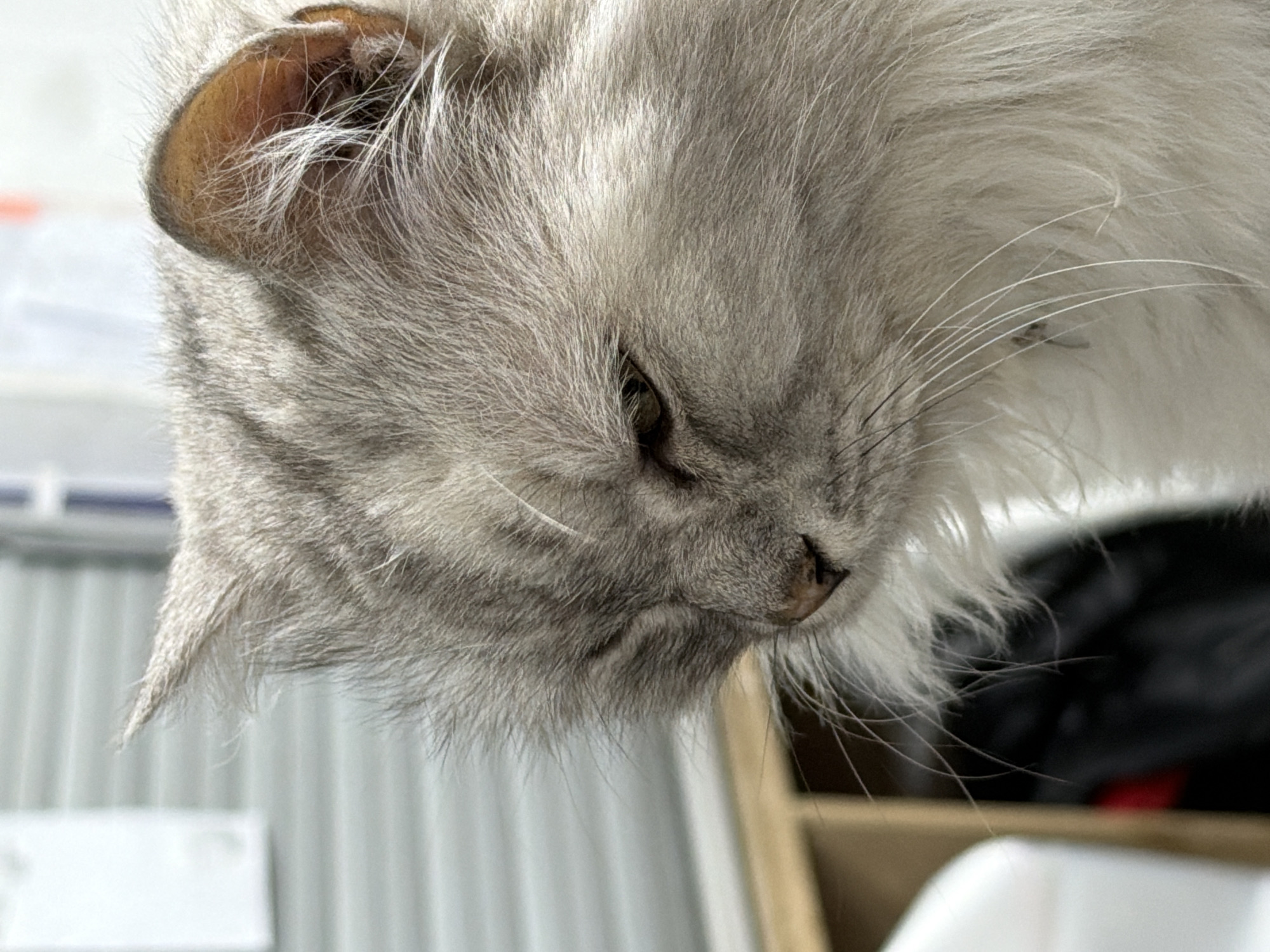 A close-up, side profile, medium shot captures a fluffy, light gray cat with its eyes partially closed. The cat's fur is long and appears somewhat disheveled, with darker gray tabby markings visible on its head and body. Its whiskers are long and white, fanning out from its nose. The background is blurred, with vertical lines suggesting a slatted wall or blinds. A wooden shelf and a white object are partially visible on the left side of the frame. The lighting appears to be natural, coming from the right, casting shadows across the cat's face. The cat's expression is difficult to determine due to the closed eye, but it appears to be relaxed or sleepy. There is no indication of the city of Ko Samui District, Thailand in the image.