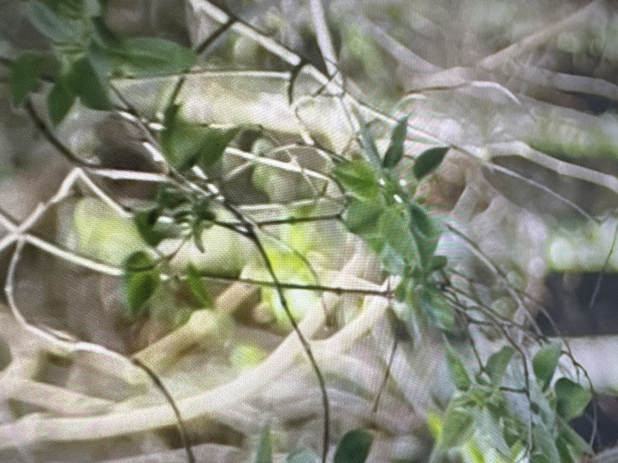 The image shows a close-up of tangled branches and green leaves. The background is blurred, but appears to be out of focus foliage, with hints of light filtering through. There are no people or discernible structures visible. The image's location in Edmonton, Canada cannot be determined from the visual information provided.