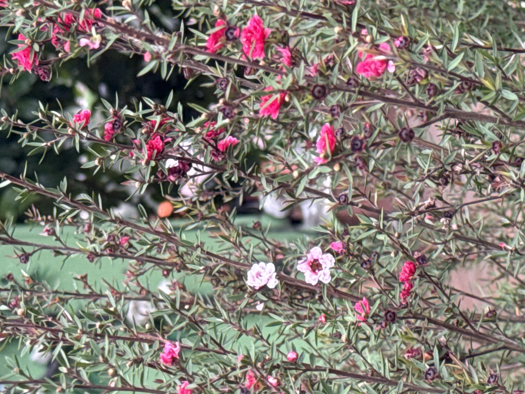The image depicts a close-up view of a dense, green bush with numerous small, pink and white flowers. The bush's branches are thin and woody, with many small, pointed leaves. Some of the flowers are fully open, revealing delicate petals, while others are still in bud form or have already wilted. The background is softly blurred, showing hints of green and possibly other vegetation. The scene appears to be outdoors, possibly in a garden or park. While the image itself doesn't explicitly indicate a location in Da Lat, Vietnam, such floral bushes are commonly found in the city's many gardens and natural landscapes, contributing to its reputation as a floral paradise.