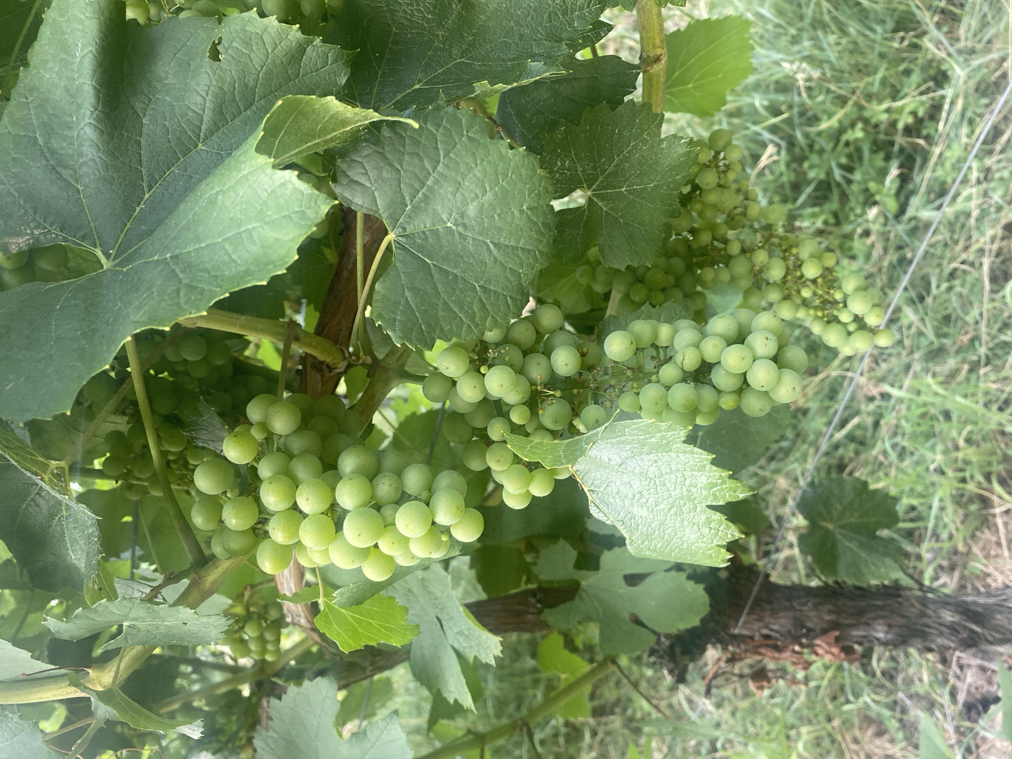 The image shows a close-up of unripe green grapes on a vine, located in the city of Korb, Germany. Several clusters of grapes are visible, hanging from a thick branch. Large, green grape leaves surround the fruit, some with serrated edges. The background consists of blurred greenery and dry grasses, suggesting an outdoor vineyard setting. A portion of a thick, woody vine trunk is visible on the left side of the frame. The lighting indicates it is daytime, with dappled sunlight filtering through the leaves. No people or animals are present in the image.