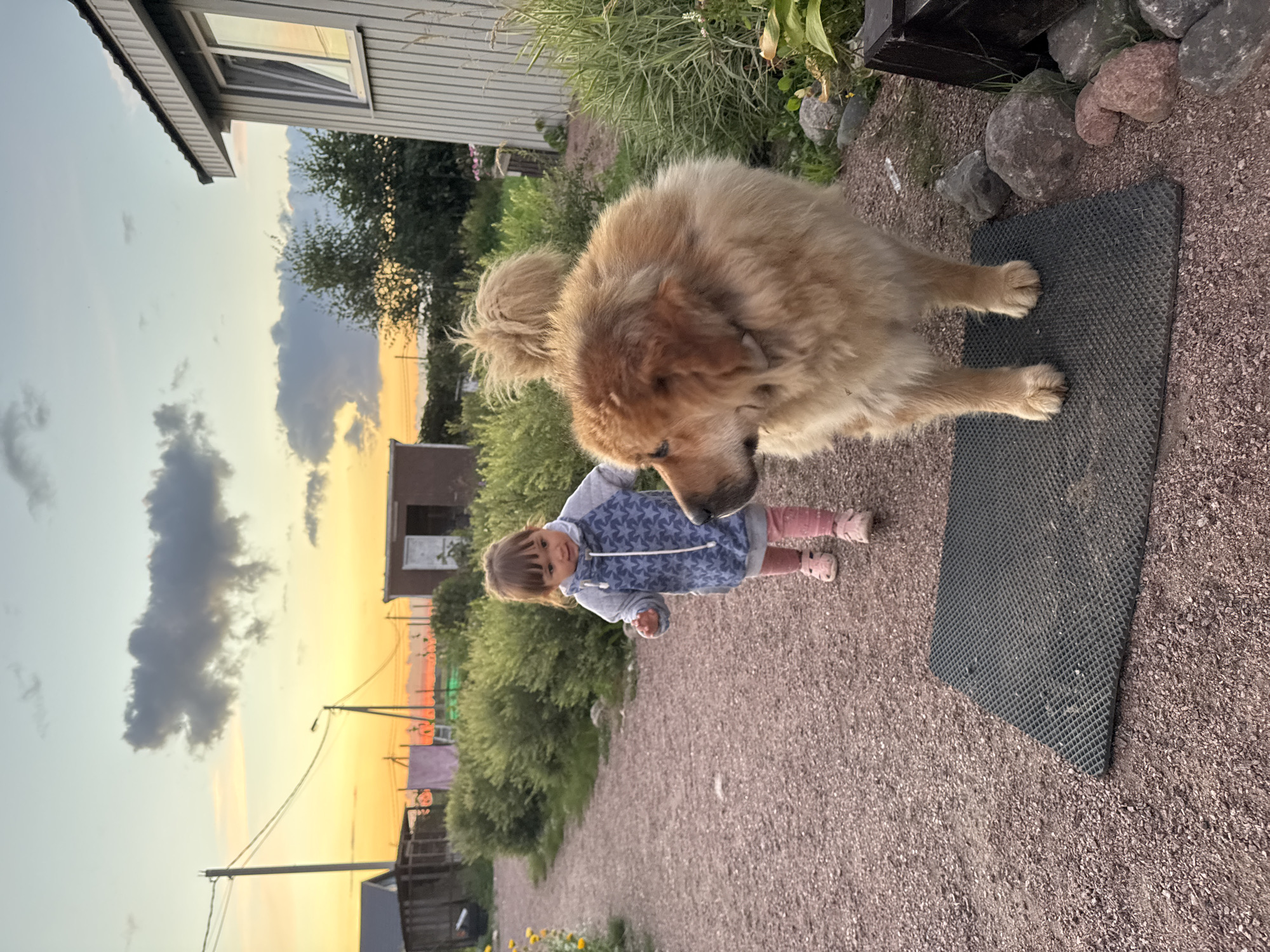 In Kempelevo, Russia, at dusk, a young girl wearing a blue hooded sweatshirt with white stars and pink leggings stands on a gravel path. Beside her is a large, fluffy, light brown dog. The girl is looking towards the dog, and her right arm is extended. The dog is facing left, away from the camera, and its tail is curled over its back. They are standing on a dark green mat. Behind them, a pale green house with a white exterior and a gray roof is visible on the right. To the left, there is more vegetation, a small shed, and utility poles against a sky with yellow and orange hues from the setting sun. The ground is covered in gravel and some scattered stones.