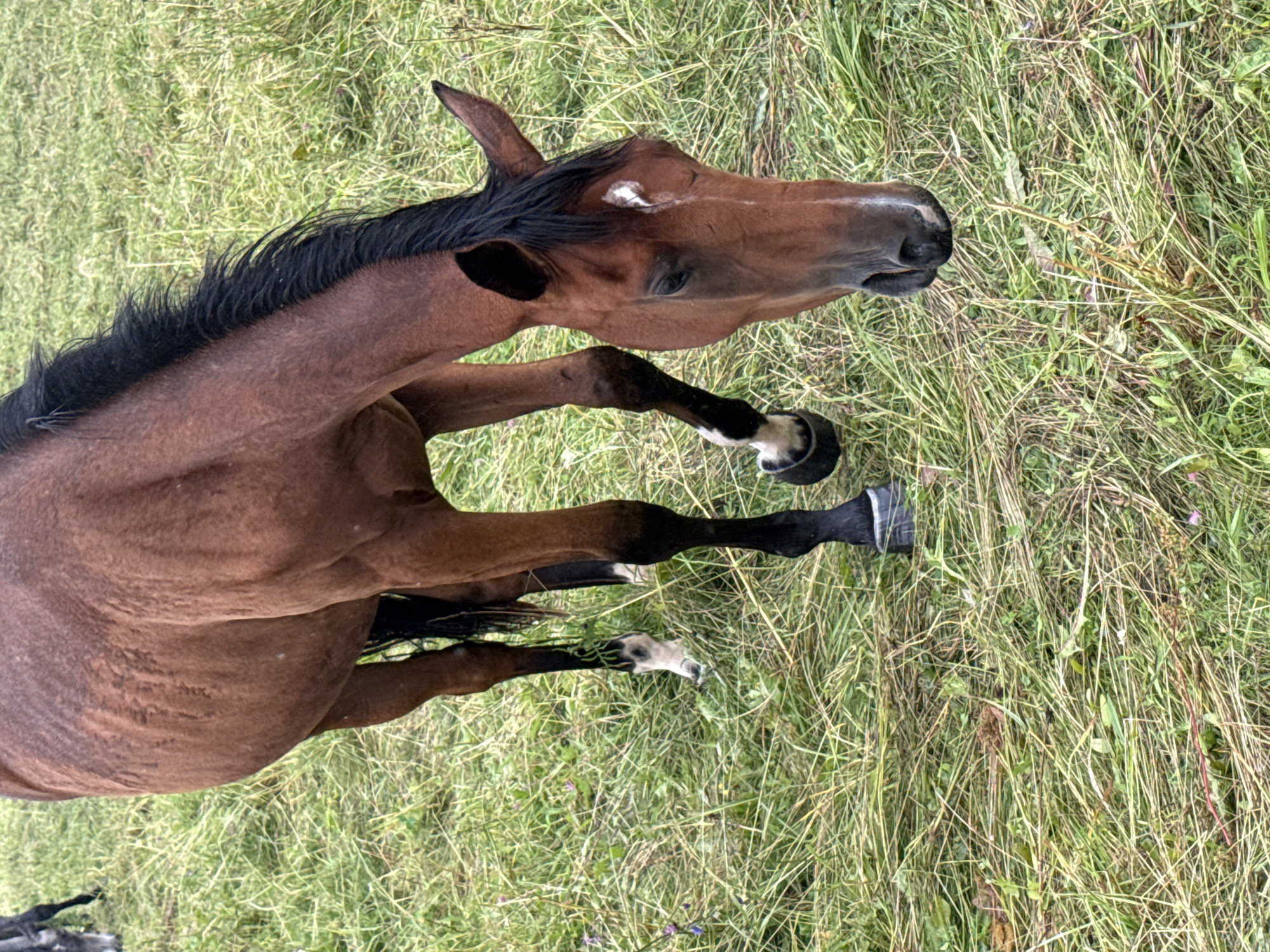 A brown horse is grazing in a grassy field in Galinė, Lithuania. The horse is facing downwards, with its head lowered to eat grass. It has a black mane and tail, and white markings on its legs and face. The field is covered in tall, green grass, with some scattered wildflowers. Another horse, partially visible in the background, appears to be a darker color. The sky is not visible in the frame.