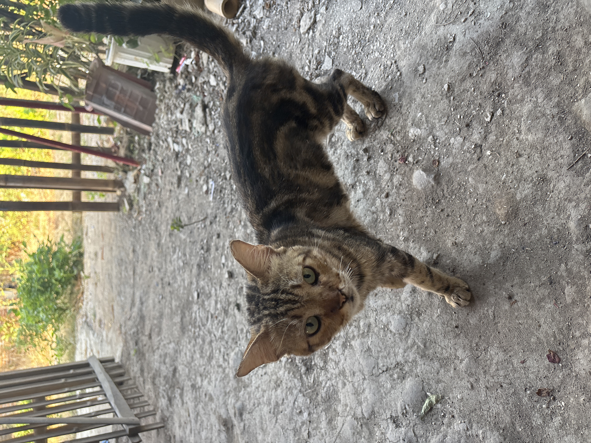 An adult tabby cat with green eyes and a striped coat stands on a rough, dusty ground. The cat is facing the viewer and is positioned slightly to the left of the frame. Its tail is raised and curved. In the background, there is a wooden fence and some greenery, suggesting an outdoor setting. The lighting is natural and appears to be from the afternoon sun. The ground is a mix of dirt, gravel, and some scattered debris.