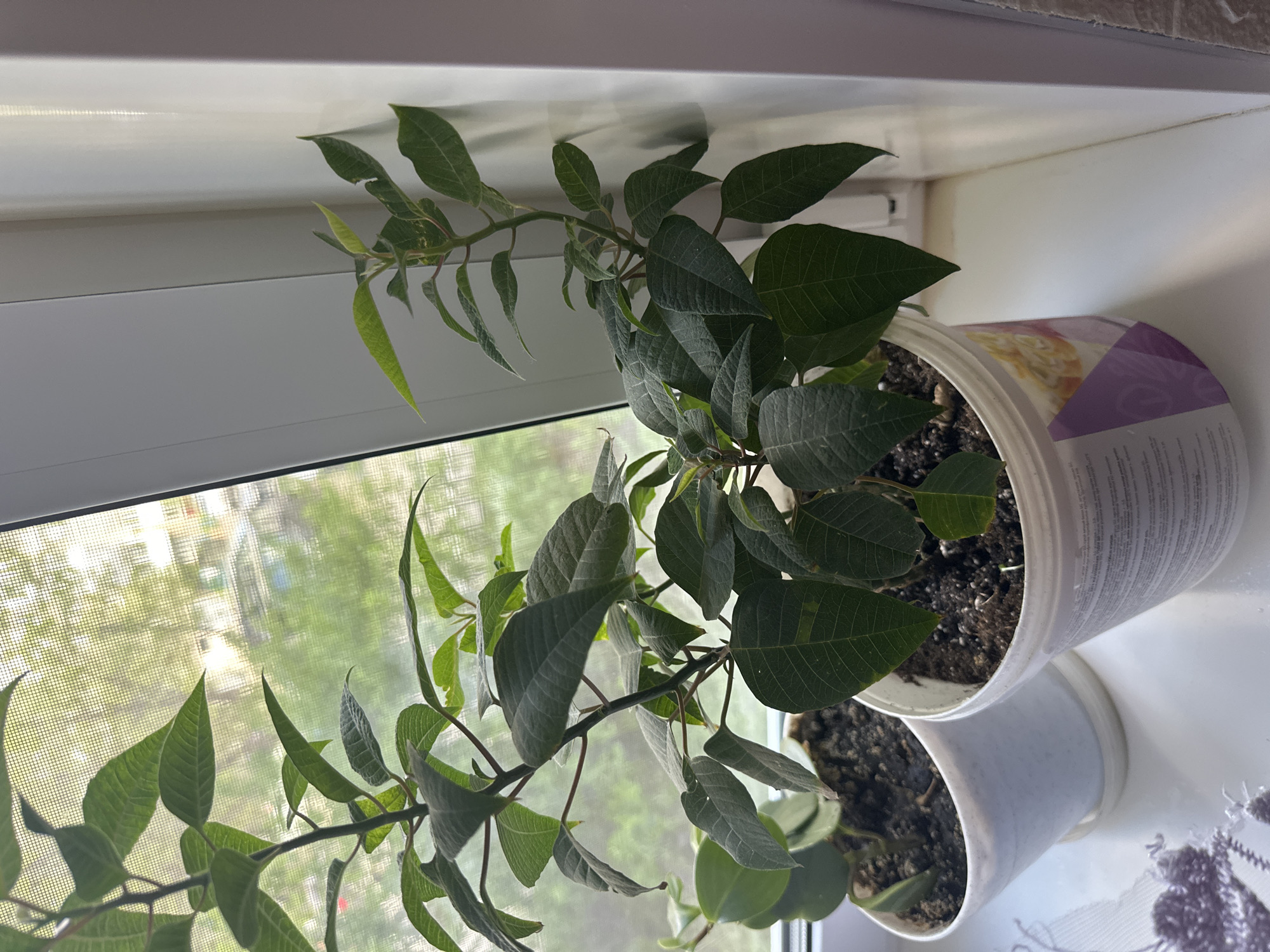 The image depicts two potted poinsettia plants on a white windowsill. The leaves are mostly green. Outside the window is a blurred view of a cityscape with buildings and trees. The location is Unknown.