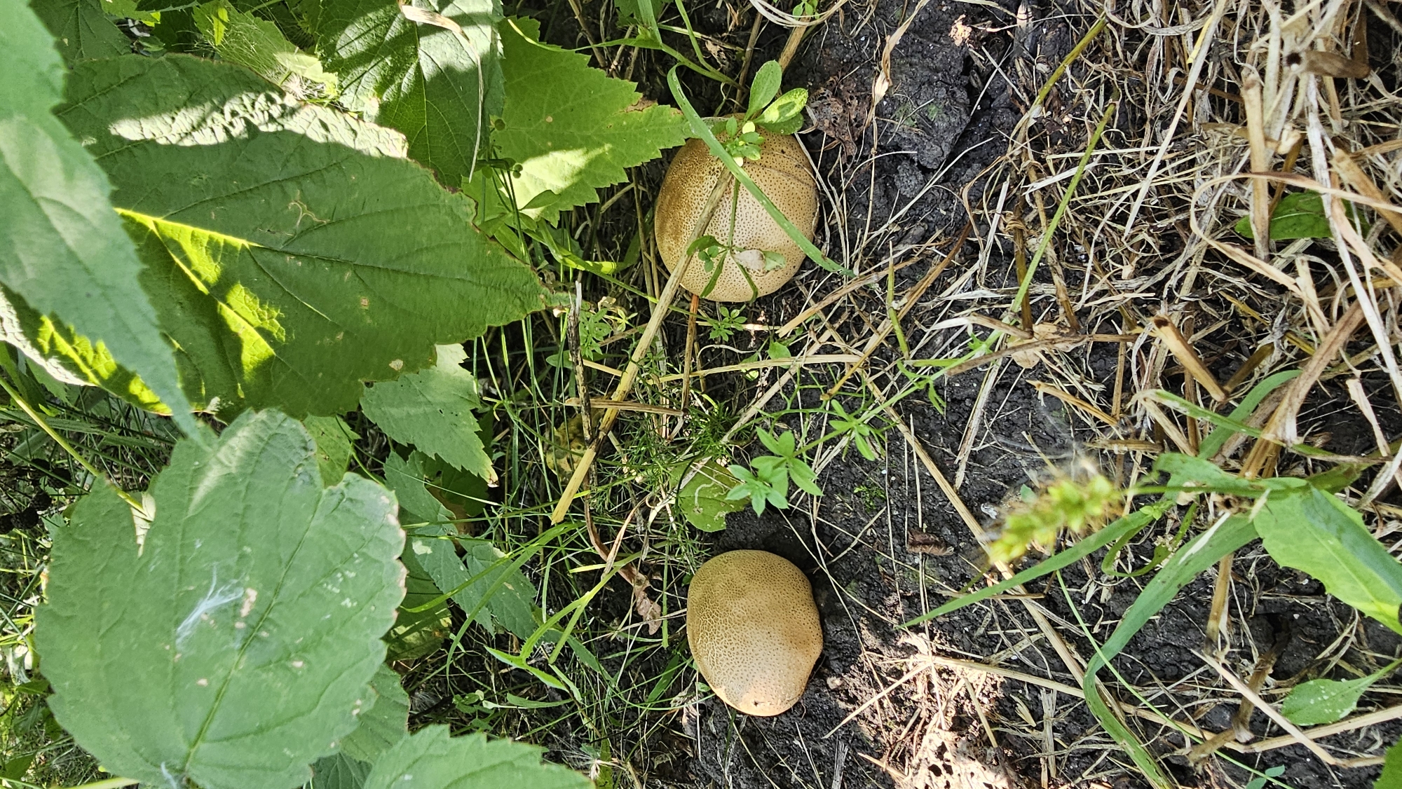 Two light brown, roughly spherical puffball mushrooms are visible on the dark soil. They are surrounded by dry straw, green grass, and large green leaves. The mushrooms have a slightly textured surface with a faint criss-cross pattern. The image appears to have been taken outdoors during daylight. The location of Romanovka, Russia is not discernible from the visual information provided in the image.