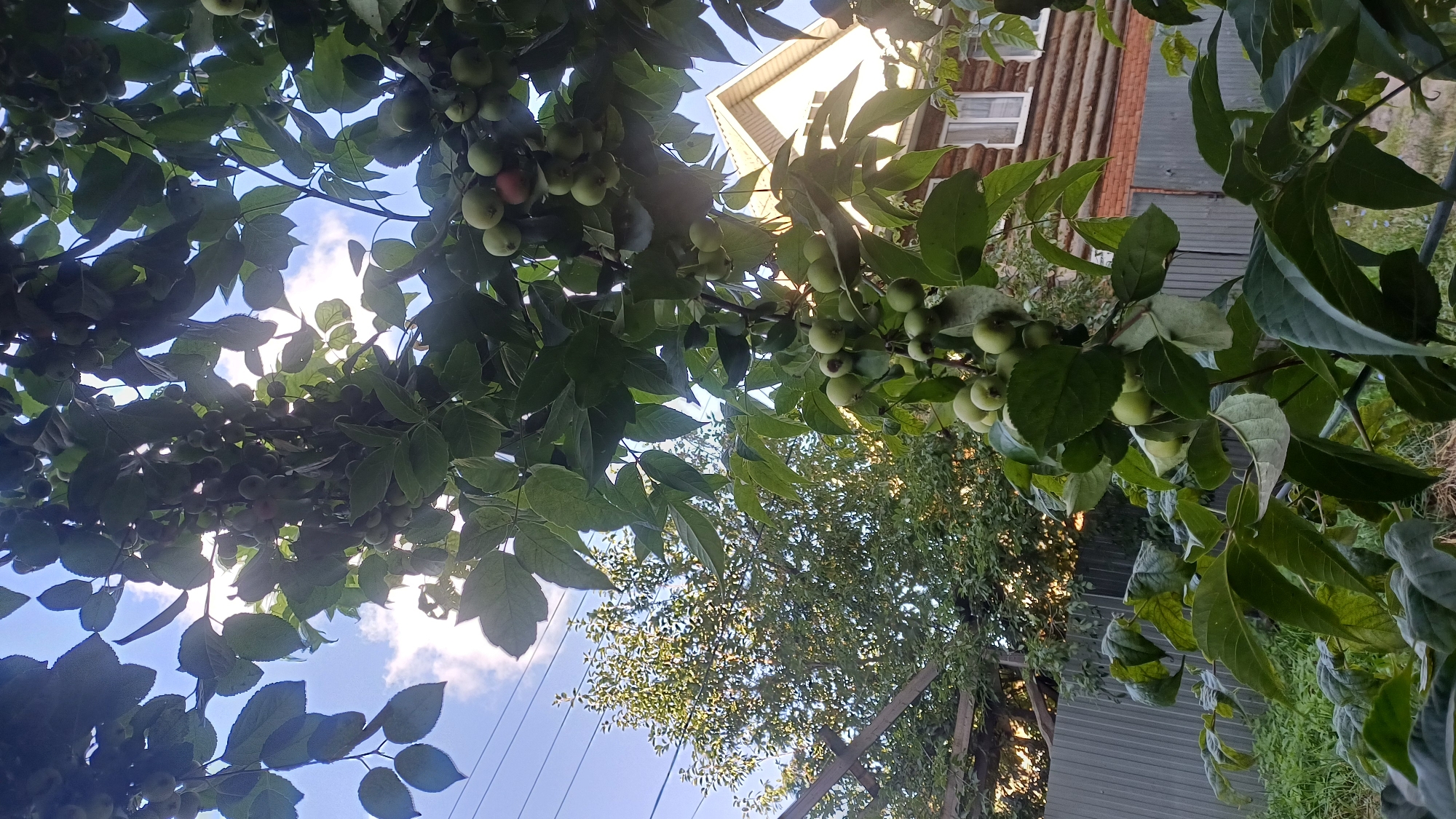 The image captures a close-up view of a tree with green foliage and unripe fruit, likely apples, hanging from its branches. The sun is shining brightly, filtering through the leaves and creating dappled light. In the background, a wooden house with white-framed windows is visible, suggesting a residential area. A metal fence separates the yard from what appears to be a street with power lines overhead. The presence of the house, fence, and power lines indicates an urban or suburban setting, possibly within the city of Izhevsk, Russia, given the context provided. The scene depicts a peaceful, natural setting within a developed area.