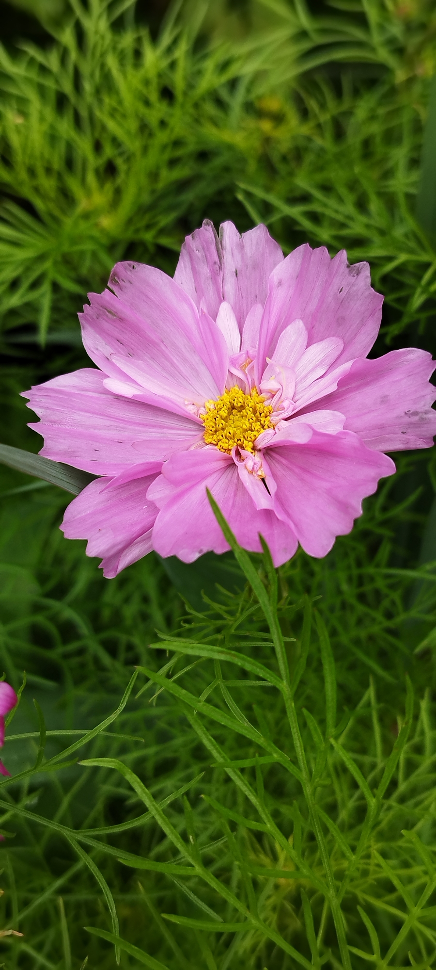 A close-up, vertical shot showcases a double-petaled pink cosmos flower in full bloom, its delicate petals tinged with a lighter shade towards the center, some edges appearing slightly tattered or discolored. The flower's bright yellow center is densely packed with tiny florets, creating a textured appearance. It is set against a soft-focus background of vibrant green foliage, with thin, feathery leaves creating a lush, naturalistic environment. The scene is indicative of a garden setting within the Азгінавіцкі сельскі Савет, Belarus, likely during the blooming season. There are no people or animals present. The lighting appears natural, suggesting an outdoor daytime shot. The image focuses on the intricate details of the flower and the surrounding greenery.
