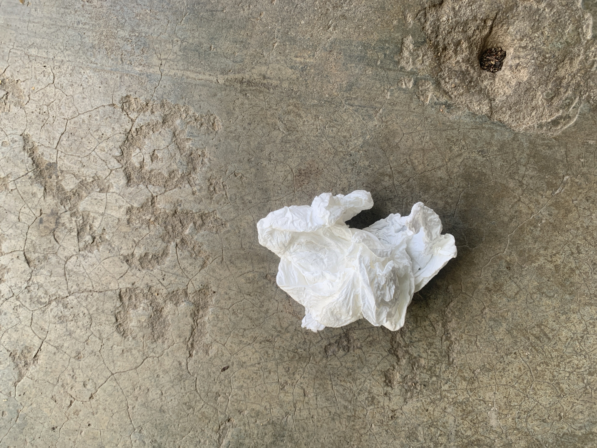 The image captures a top-down view of a crumpled white piece of material, likely tissue paper or a thin plastic bag, resting on a weathered concrete surface. The scene is set in La Tagua, Venezuela.
The concrete ground forms the majority of the frame, displaying significant signs of age and wear. It is a mottled gray and brown color, with numerous fine cracks forming a spiderweb-like pattern across large sections, particularly in the left and lower-left areas. Other parts of the concrete, especially towards the upper right, are rougher and appear eroded, with varying textures and depressions. In the upper-right corner, embedded within a noticeable depression in the rough concrete, is a small, dark, irregular, organic-looking object, possibly a dried seed or a piece of debris.
The crumpled white object is positioned slightly to the right of the center of the image. Its wrinkled and uneven surface indicates it has been discarded or compressed. There is no discernible activity taking place; the scene is static. The lighting is even, suggesting an overcast day or indirect daylight, with no harsh shadows. No people are visible, and there is no discernible text on any surface or object in the image. The overall impression is one of an overlooked, mundane detail on an old, worn surface.