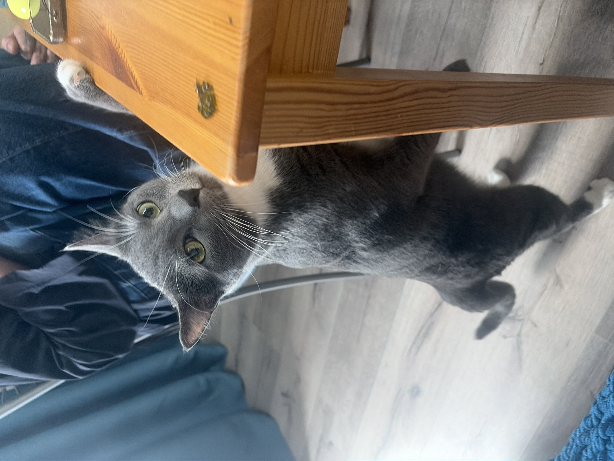 A gray and white cat is under a light wood-colored table. The cat is lying on a light wood-colored floor. A person in dark clothing is sitting near the table. The location is not discernible from the image.