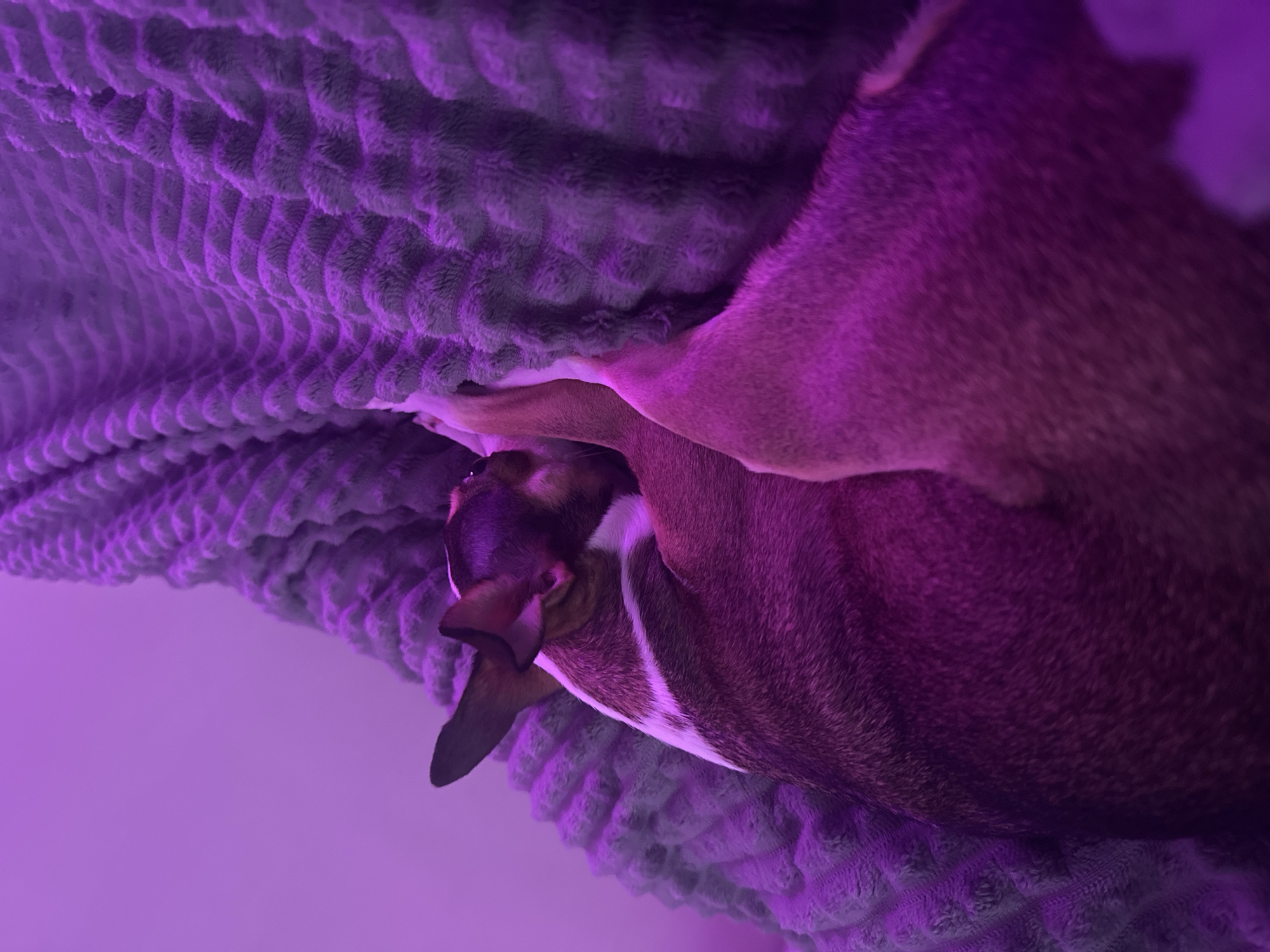 The image shows a dog sleeping on a textured, patterned blanket. The dog is curled up, with its head near the edge of the blanket. The dog's coat appears to be a mix of brown and black, with a white stripe on its chest and neck. The lighting in the image is purple. The location is unknown.