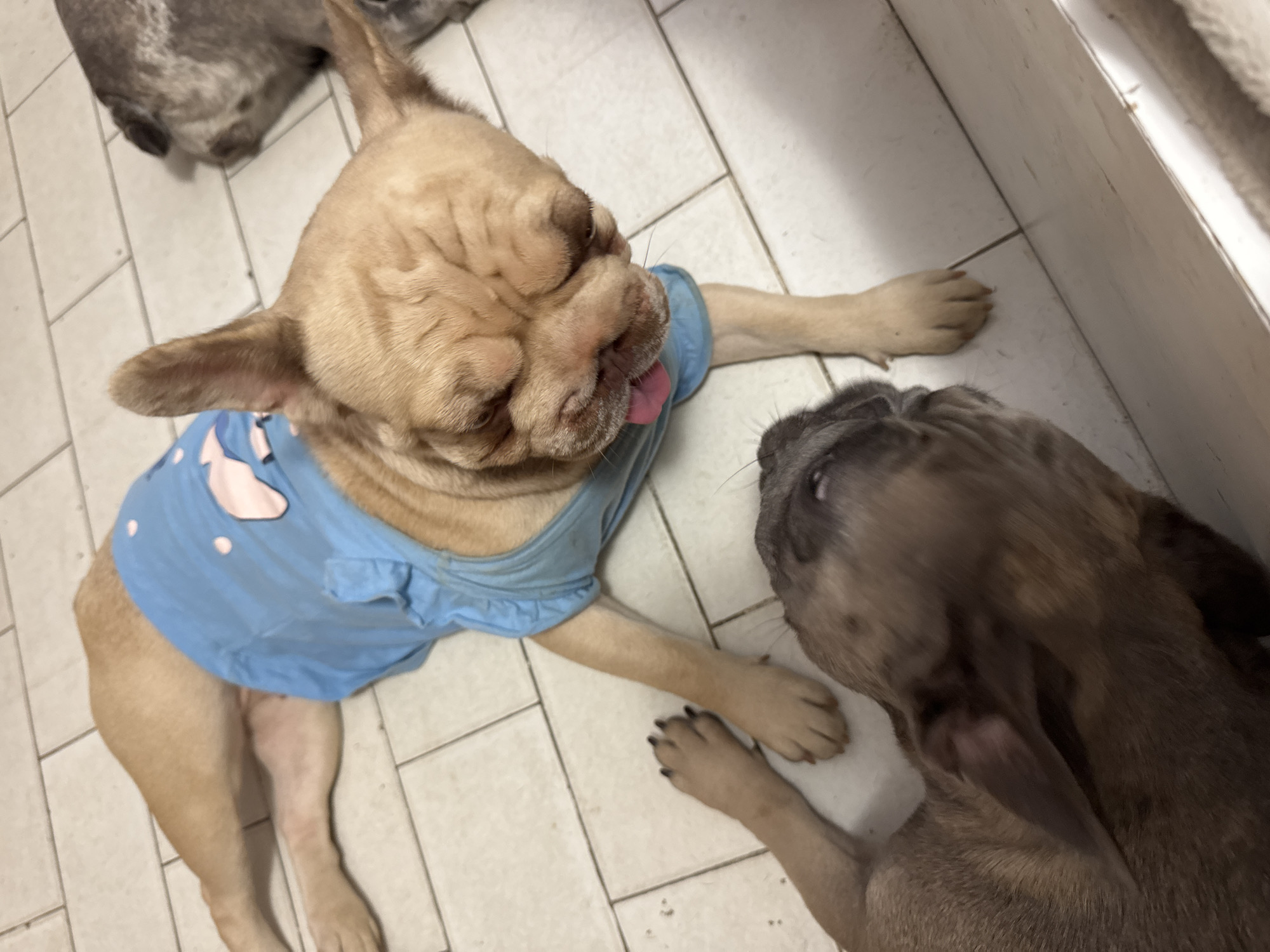 Two French Bulldogs are lying on a tiled floor. One dog is light brown and wearing a blue shirt with cartoon characters on it. Its eyes are closed, and its tongue is sticking out. The other dog is darker brown and is lying on its back, looking up at the first dog. There is another dog in the background, partially visible. The scene is indoors. The city of San Benedetto del Tronto is a coastal town in Italy, known for its beaches and palm trees.