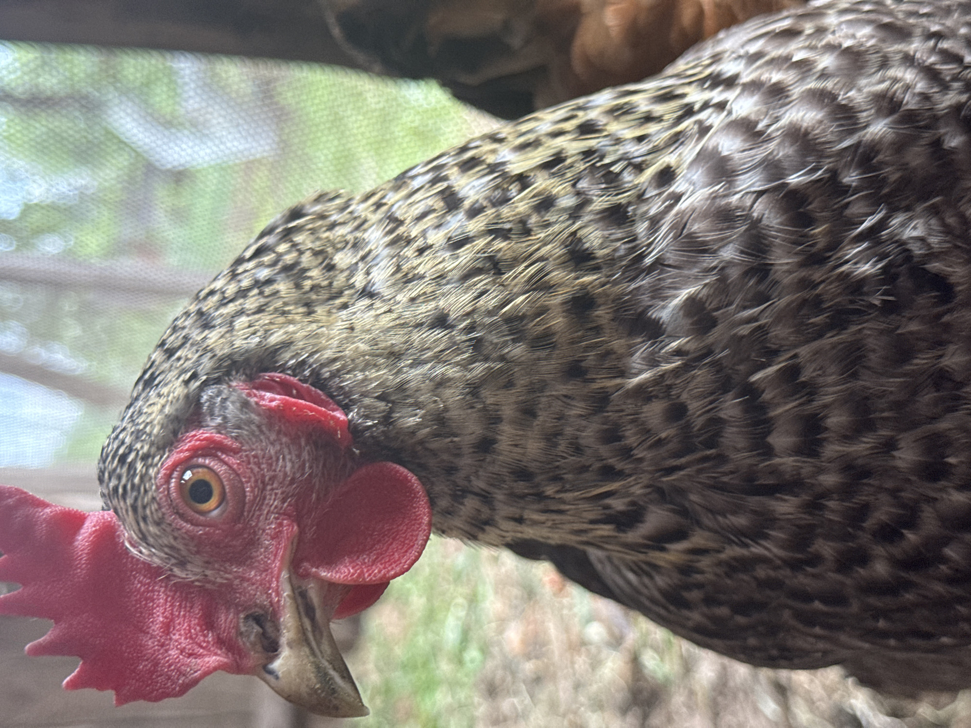 A close-up shot focuses on the head of a chicken, likely a hen, with a speckled pattern of gray, black, and tan feathers. The chicken is bending its head down, its beak angled downwards. The red comb and wattle are prominent features on its face. The eye is visible and appears to be looking directly at the viewer. The background is blurred, showing hints of green foliage and a wire mesh, suggesting the chicken is in an enclosed coop or yard. The location in Chaikovsky, Russia, is not discernable from the image.
