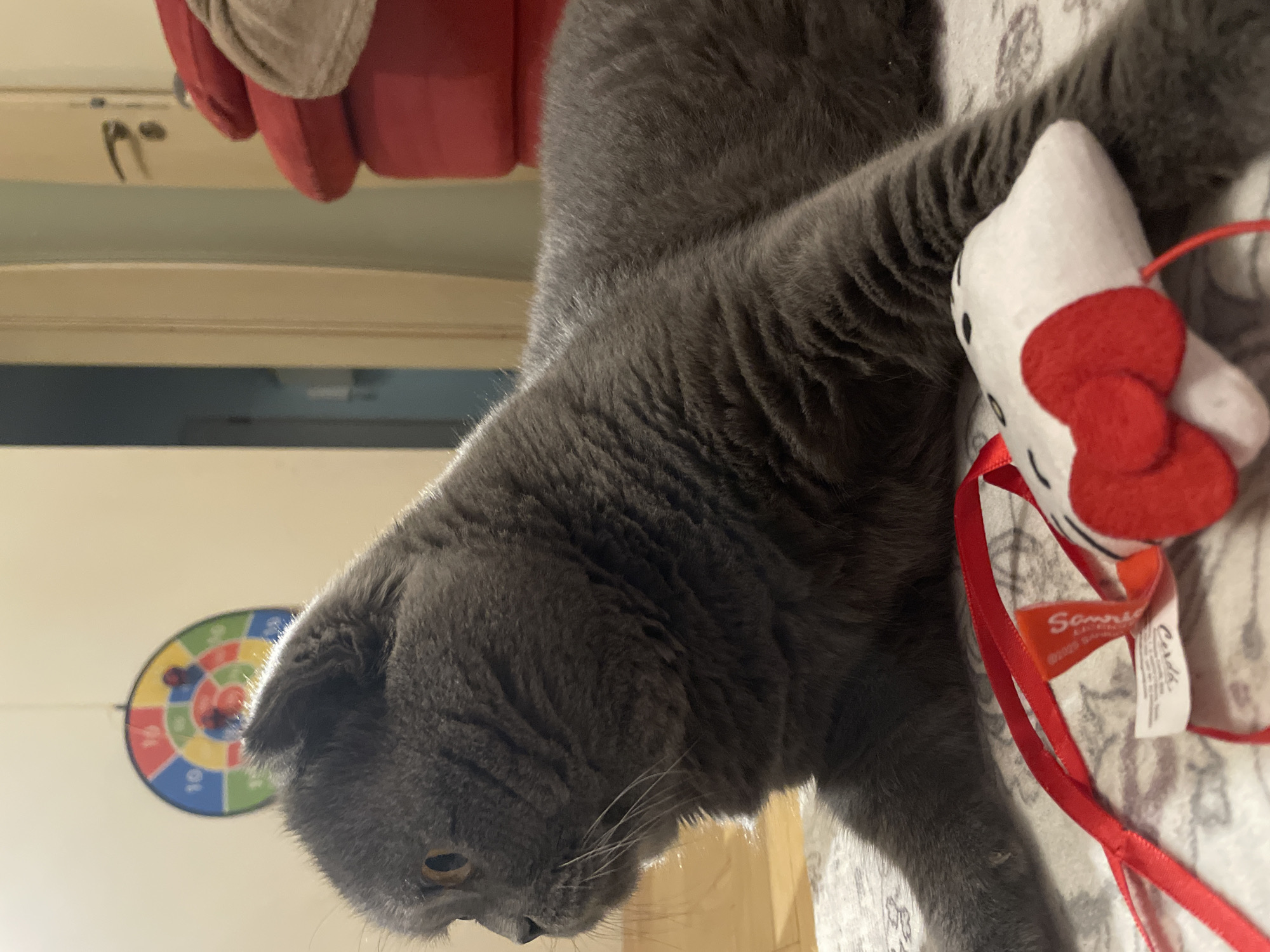 A grey, short-haired domestic cat with folded ears (likely a Scottish Fold) is the primary subject, positioned on a light-colored, patterned rug. The cat's body is elongated, facing towards the right side of the frame, while its head is sharply turned to the left, gazing intently off-camera. Its eyes are amber-colored, and prominent white whiskers extend from its muzzle. Backlighting from the left illuminates the contours of the cat's head and back, creating a visible halo effect.
In the immediate foreground, to the right of the cat's extended front paw, lies a white, plush toy resembling the 'Hello Kitty' character, identifiable by its red bow, embroidered black eyes, and simplified facial features. A red satin ribbon is attached to the toy, and a small tag with faint red lettering, possibly indicating 'Sanrio,' is visible.
The background reveals an interior room with light-colored walls. On the upper left, a circular, multi-colored dartboard is mounted, displaying numbers '10' and '16' along with several segmented color zones. Two red-tipped darts are embedded in its surface. Towards the right side of the frame, light-toned doorframes or archways are visible, leading to other rooms. A stacked arrangement of multiple red fabric cushions is positioned on the far right, partially obscured. A dark door handle is discernible on a doorframe behind the cushions. A darker, partially open doorway is visible further back in the center-right, revealing a shadowed interior. The floor visible beneath the rug appears to be light-toned wood. The scene is illuminated by indoor lighting, with a notable backlighting effect on the cat, indicating a primary light source from the left side of the frame. The location is an indoor domestic setting in the city of Unknown, Unknown.