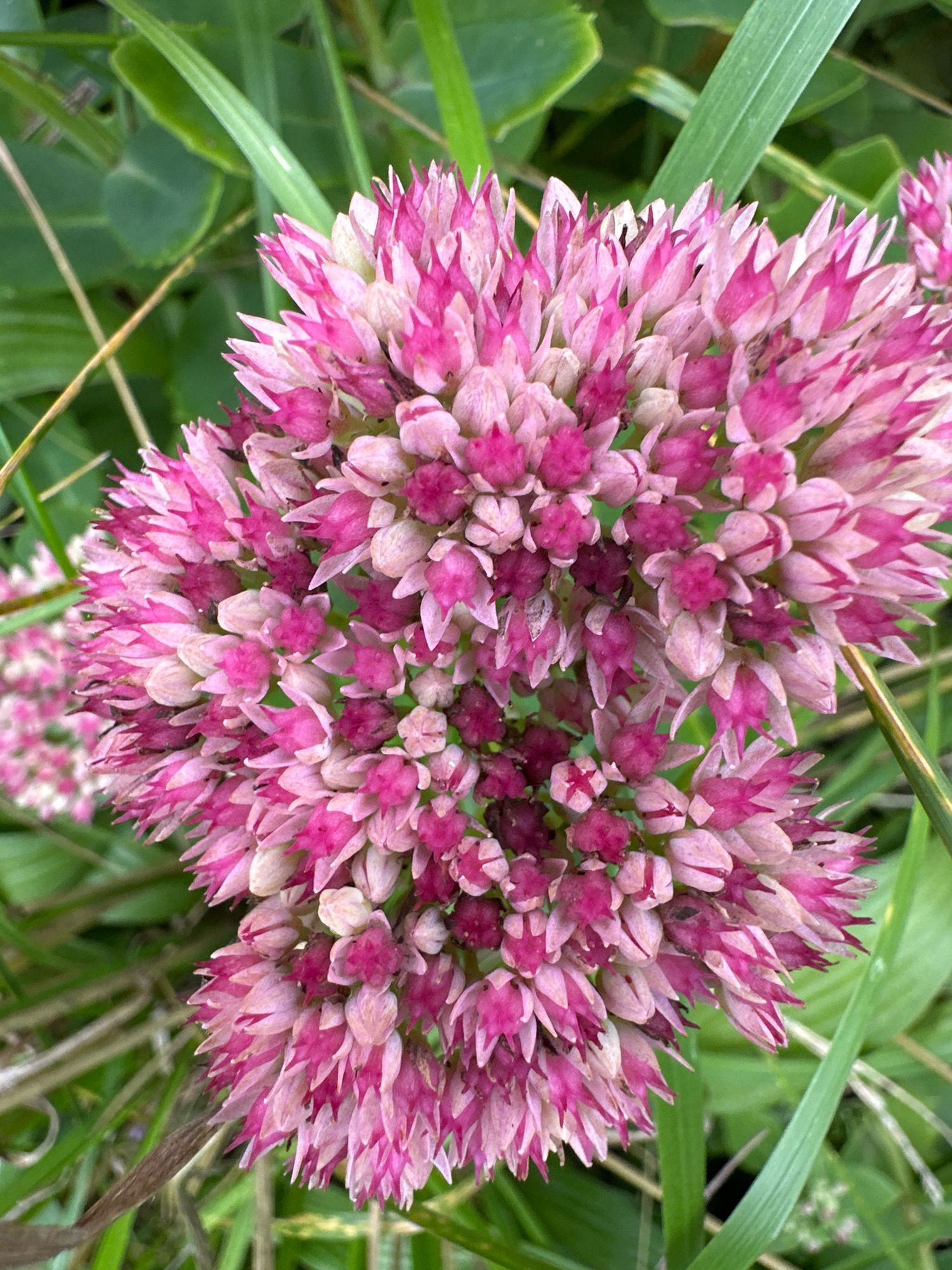 The image shows a close-up of a cluster of pink sedum flowers, also known as stonecrop, in bloom. The flowers are arranged in dense, flat-topped clusters, with individual florets displaying shades of pink and magenta. The petals are pointed and layered, creating a textured appearance. Surrounding the flowers are blurred green leaves and blades of grass, suggesting an outdoor garden or natural setting. The focus is sharp on the flowers, with the background softly out of focus. The image does not contain any people or identifiable landmarks. It is not possible to determine the specific location within Vidnoye, Russia from the provided image.