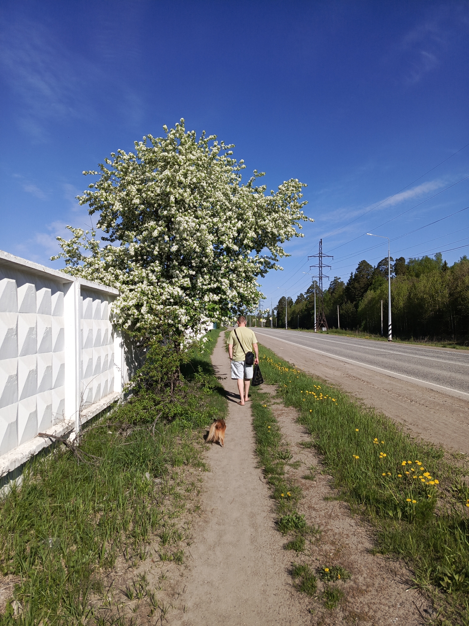 A man walks with a dog along a sidewalk next to a road in an outdoor environment. The sky is blue and clear. A white concrete fence runs along the left side of the sidewalk, and a flowering tree is positioned between the fence and the sidewalk. The man is wearing a light-colored t-shirt, shorts, and sandals, and he is carrying a black bag. The dog is small and brown. The road runs parallel to the sidewalk and has utility poles and green trees in the background. Yellow flowers dot the grassy area between the sidewalk and the road. The location appears to be a suburban area on a sunny day.