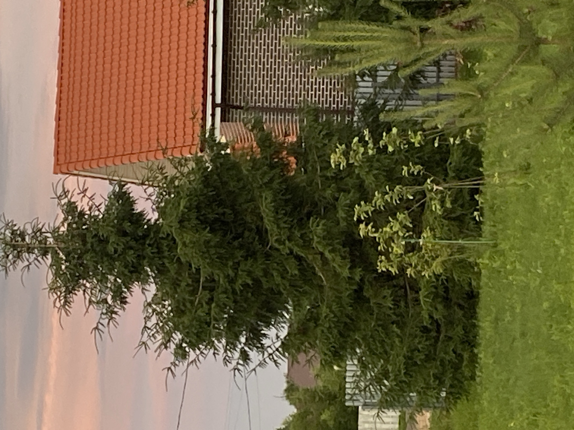 The image depicts a suburban scene in Bol'shoe Zaborod'e, Russia. A large evergreen tree dominates the foreground, partially obscuring a brick building with an orange tiled roof. A white metal fence runs along the property line. In the background, there are glimpses of other houses and trees, suggesting a residential area. The sky above shows a gradient of pink and gray, indicative of dusk or dawn. The ground is covered in green grass, with a few smaller trees and bushes scattered throughout. There are no people visible in the image.