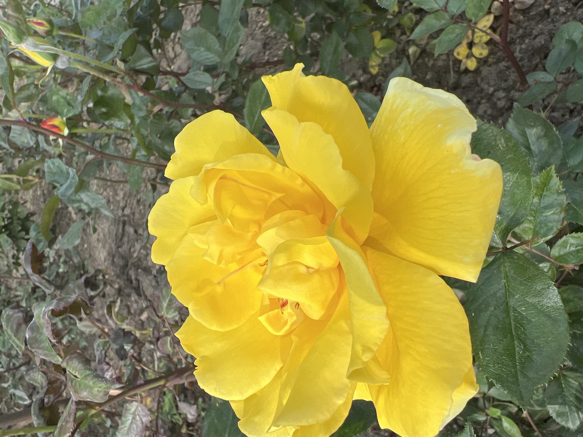 The image shows a close-up of a vibrant yellow rose in full bloom, surrounded by green leaves and stems. The background consists of soil and other foliage. There is no verifiable information present in the image to suggest it was taken in Krasnodar, Russia, or to provide any additional forensic details.