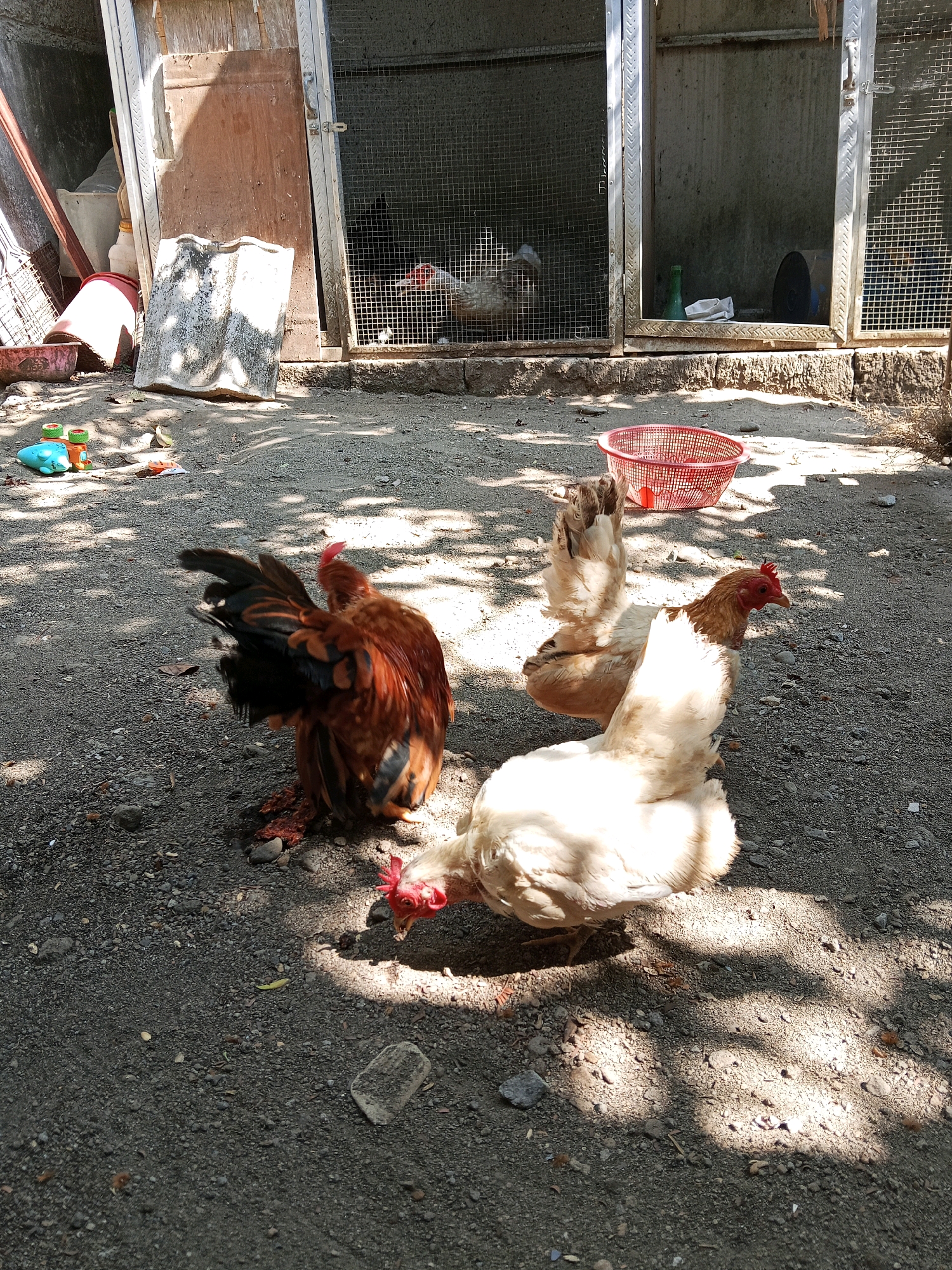 In Gaprang, Indonesia, a sun-dappled dirt yard is home to several chickens. A rooster with iridescent brown and black feathers stands to the left, with its tail feathers fanned out. To the right, two lighter-colored hens peck at the ground. In the background, a wire-enclosed coop contains more chickens, and miscellaneous items like plastic toys, buckets, and a red basket are scattered around the yard.