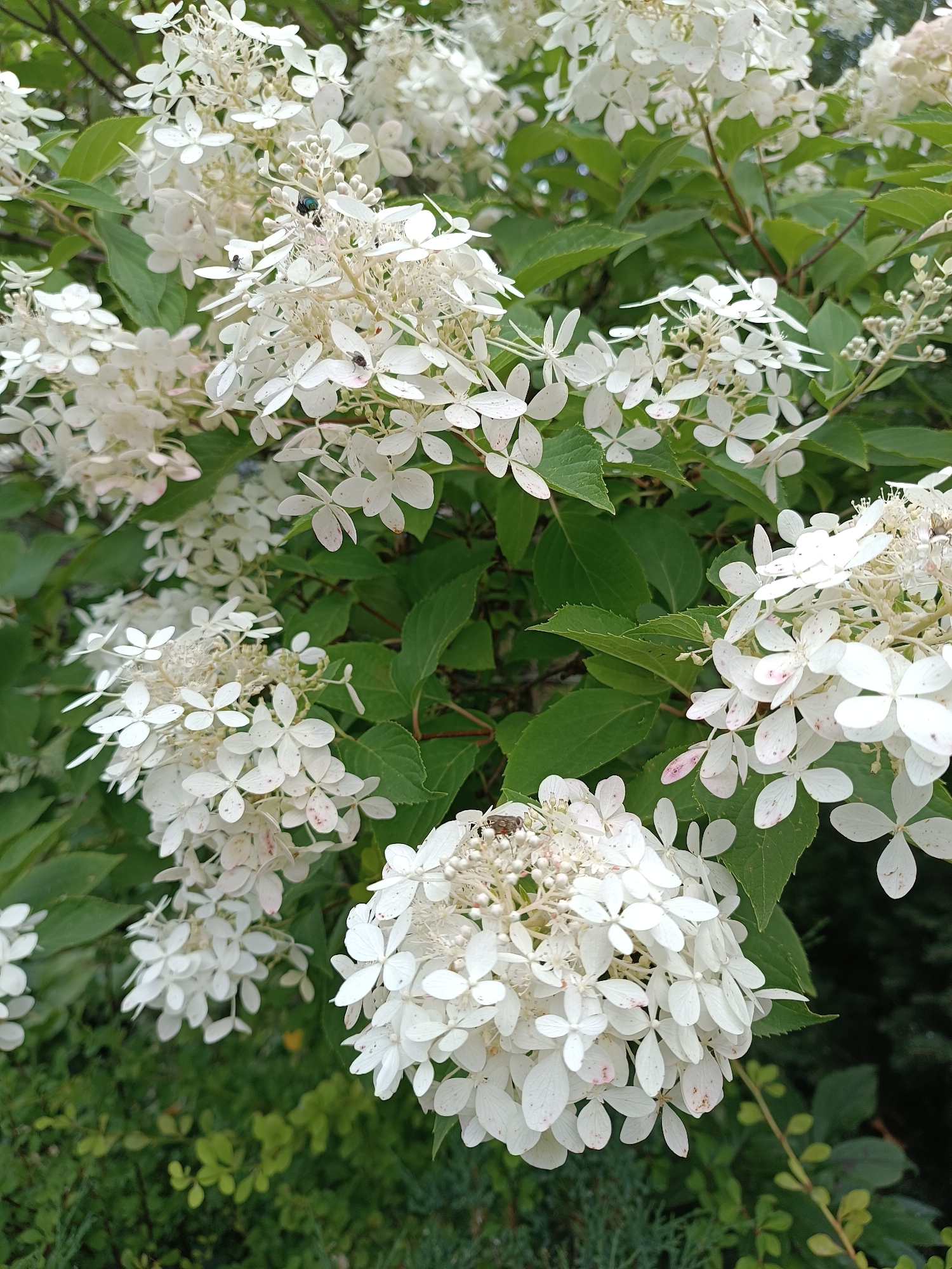 A close-up, eye-level shot captures a cluster of white hydrangea flowers with green foliage in Bykovo, Russia. A fly is visible on one of the flowers in the upper-left portion of the frame. The flowers are densely packed, with some showing slight pinkish-red speckles. The background consists of more green leaves and dark, out-of-focus vegetation.