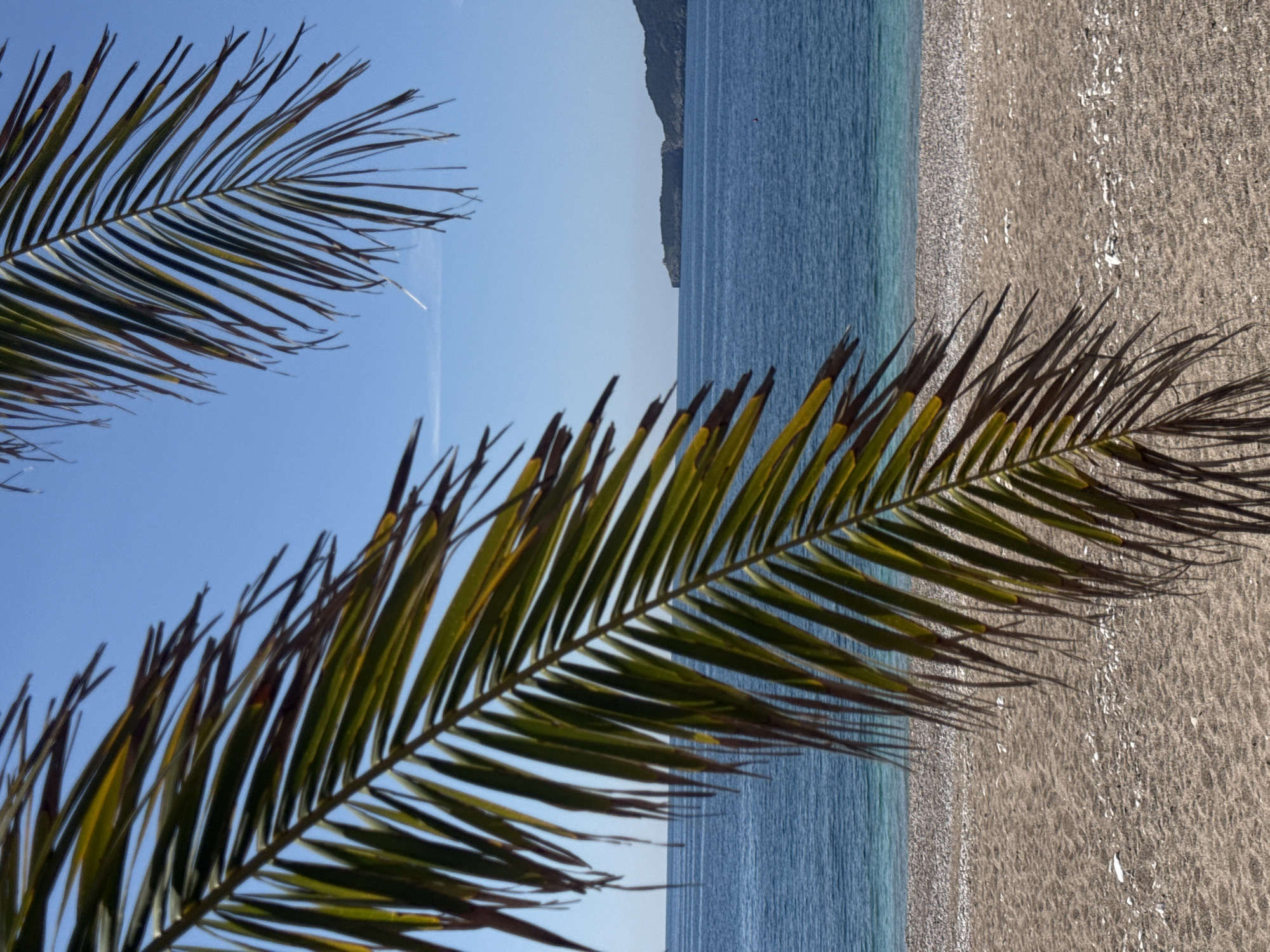 The image shows a beach scene, likely taken near the sea. The sky is clear and blue. Two palm tree fronds are prominent in the foreground. In the background, there is a beach with the ocean next to it. The location is in the city of Unknown, Unknown.