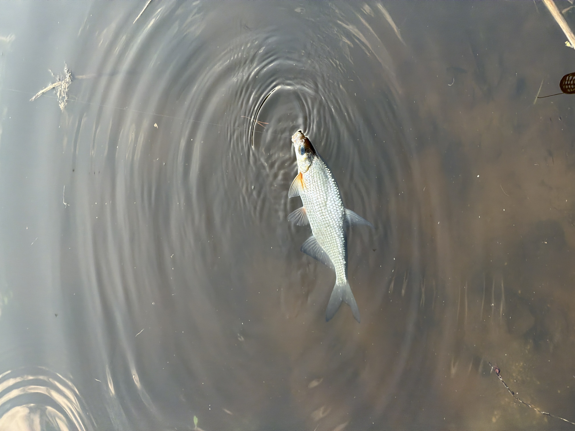 A fish lies in the center of the frame in a body of water. The fish is silver in color with a light orange hue on its lower fins and near its head. It is positioned vertically with its head toward the top of the frame. The surface of the water is broken by concentric ripples emanating from the fish. The water is murky with brown and dark patches visible below the surface. To the left, a piece of organic debris floats on the water's surface. The location of the scene is the city of Chaykovsky, Russia.