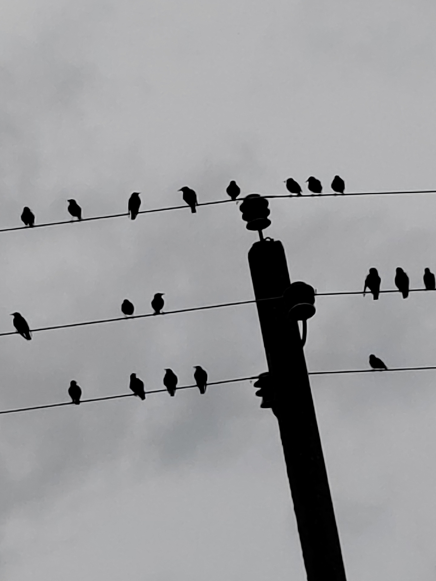 In the city of Воўчынскі сельскі Савет, Belarus, this image captures a collection of birds perched on multiple power lines against a cloudy sky. The power pole itself is a dominant vertical element on the right side of the frame. The birds are silhouetted against the lighter sky, making it difficult to discern specific species or details, but their presence is noted across several horizontal wires. The overall atmosphere is overcast and monochromatic.