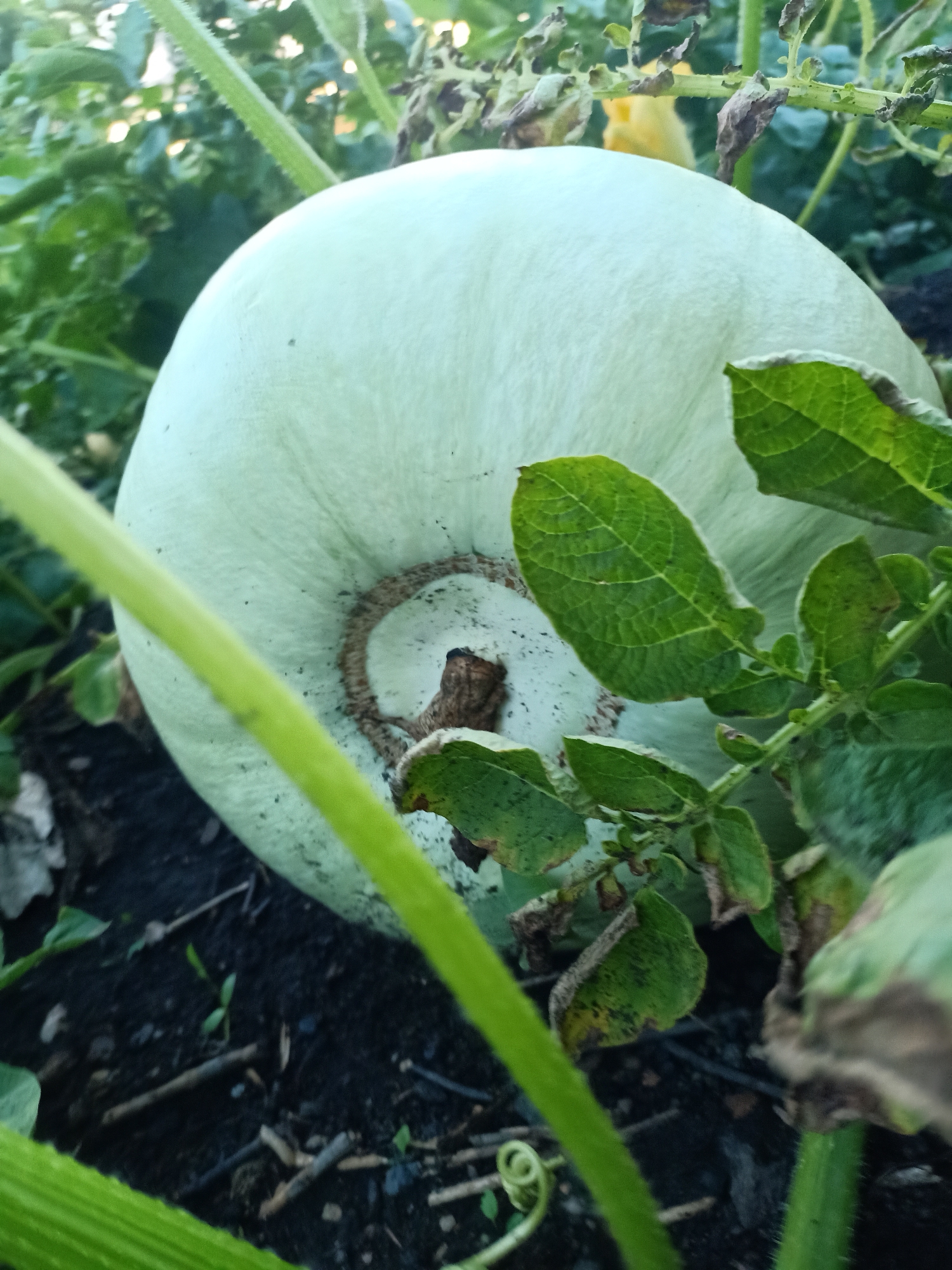 An aerial, close-up shot captures a pale green pumpkin growing on the ground amidst foliage. The pumpkin is large and round with a smooth rind, and its stem is visible at the top. Surrounding the pumpkin are green leaves and vines, some of which show signs of wilting. The ground appears to be dark soil with some dry plant debris. The background is blurred, suggesting a natural outdoor environment, likely a garden or field. The lighting is soft, indicating it may be morning or evening. This scene is situated in the rural area of Қатаркөл ауылдық округі, Kazakhstan.