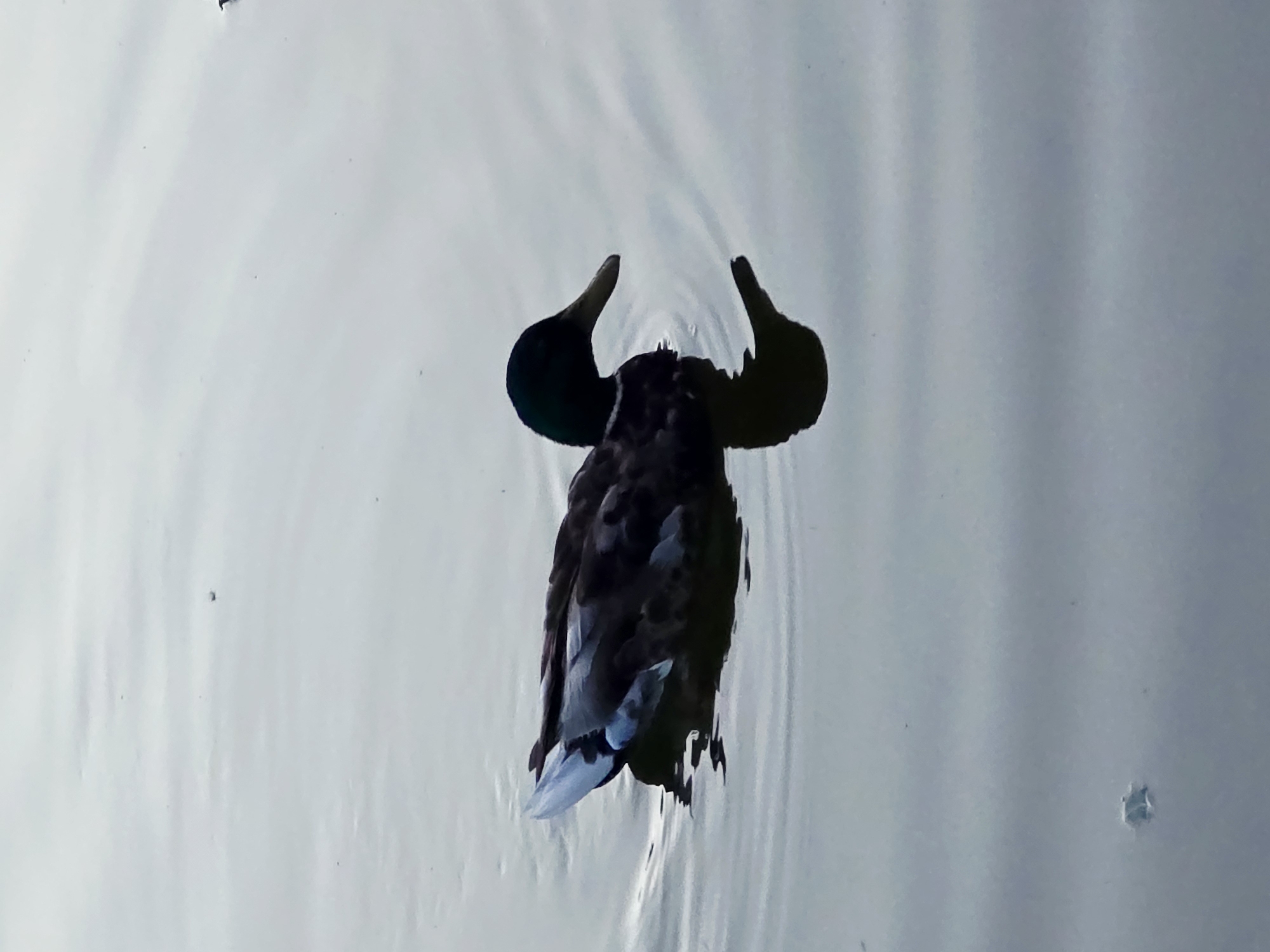 A mallard duck swims on a body of water. The duck is mostly in silhouette, with its head and neck being dark green and black. Its body is dark brown and gray. The water is calm with gentle ripples. The background is a hazy gray, suggesting an overcast sky. There is a reflection of the duck on the water's surface. The scene is likely in a park or natural area within Warsaw, Poland.