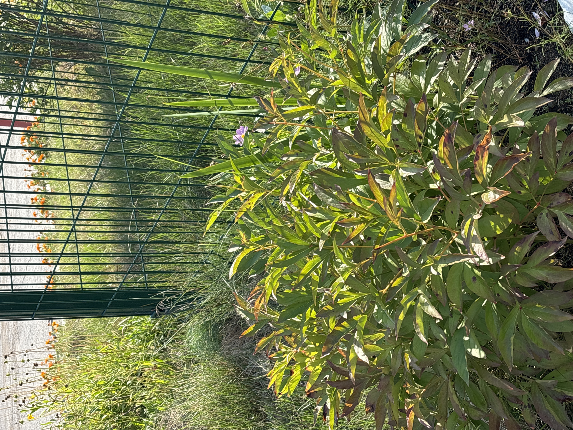 This is a close-up, eye-level outdoor photograph taken in Noviy, Russia, during daylight. The focal point is a bushy green plant with large leaves, some of which have reddish-brown tips. The plant is situated in front of a dark green metal fence. Behind the fence, there is tall green grass and some small orange flowers are visible. The ground beneath the plant is dark soil. The lighting suggests a sunny day, casting shadows and highlighting the vibrant green of the foliage. No people or animals are present in the image.