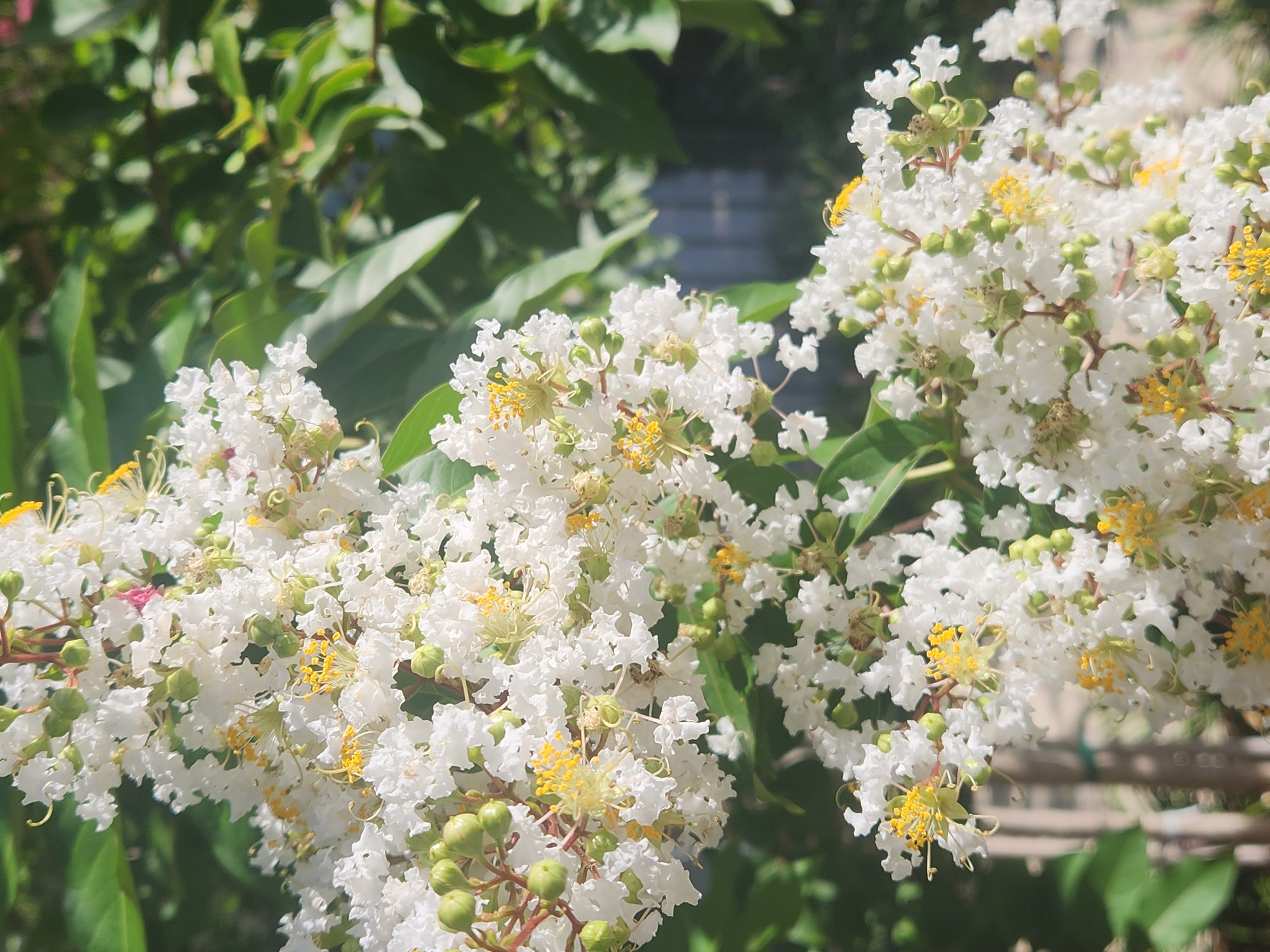 The image displays a close-up view of white crape myrtle flowers with green buds and yellow stamens, set against a blurred background of green foliage and a hint of a blue structure in the distance. The flowers are arranged in clusters, with some appearing more open than others. The lighting suggests it is daytime, with sunlight highlighting the delicate petals and stamens. The composition is primarily focused on the floral elements, with the background providing context but not drawing significant attention. The scene evokes a sense of natural beauty and a tranquil outdoor setting.