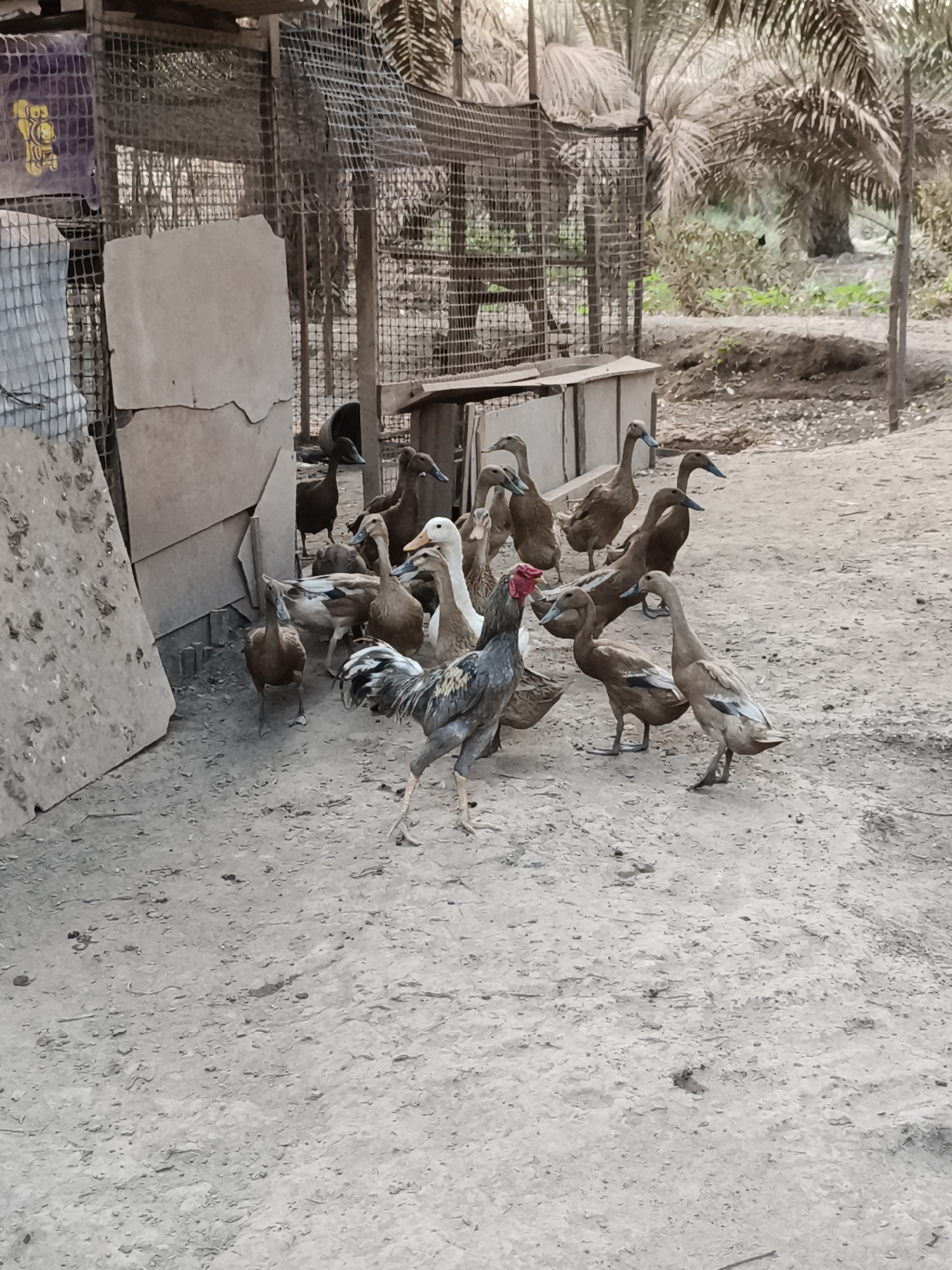 A flock of domestic ducks and a rooster are gathered on a dirt ground in an outdoor enclosure. The enclosure is made of wire mesh and wooden posts. In the background, palm trees are visible, suggesting a rural or tropical environment. The ducks are mostly brown and white, with some appearing to have blue beaks. The rooster is gray and black with a red comb. The ground is dusty and uneven, with some scattered leaves and debris. The scene appears to be in a farm or backyard setting.