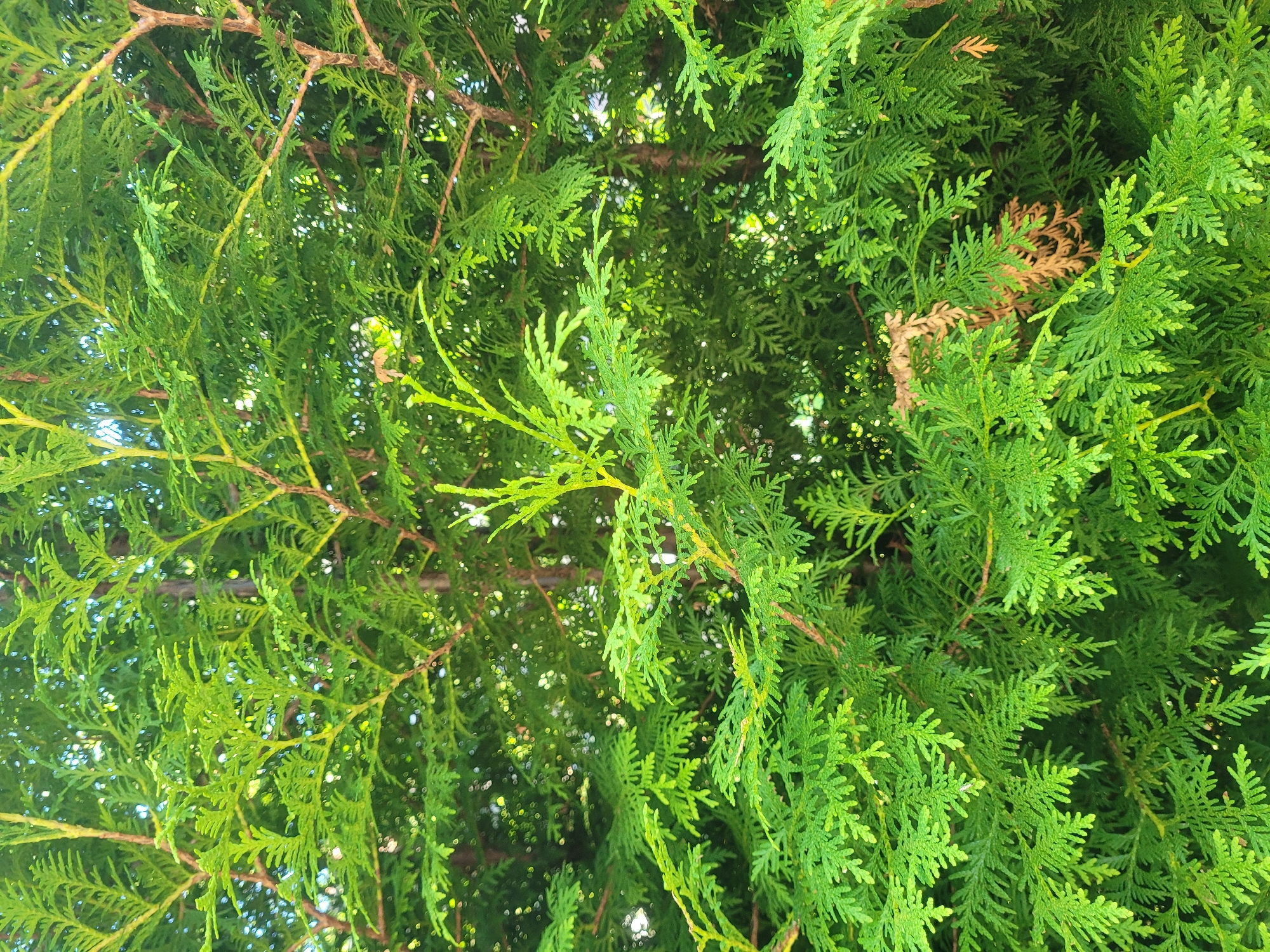 The image displays a close-up view of the dense foliage of a conifer tree, likely a cypress or cedar, characterized by its vibrant green, scale-like leaves arranged in flattened sprays. The branches are woody and brown, with some lighter green, new growth visible. A few brown, dried leaves are interspersed among the green, indicating natural shedding. The background is a soft blur of more greenery and dappled sunlight, suggesting the tree is outdoors in a somewhat shaded area. There are no people or specific landmarks visible in the image that would help determine its location within the city of Gävle, Sweden.