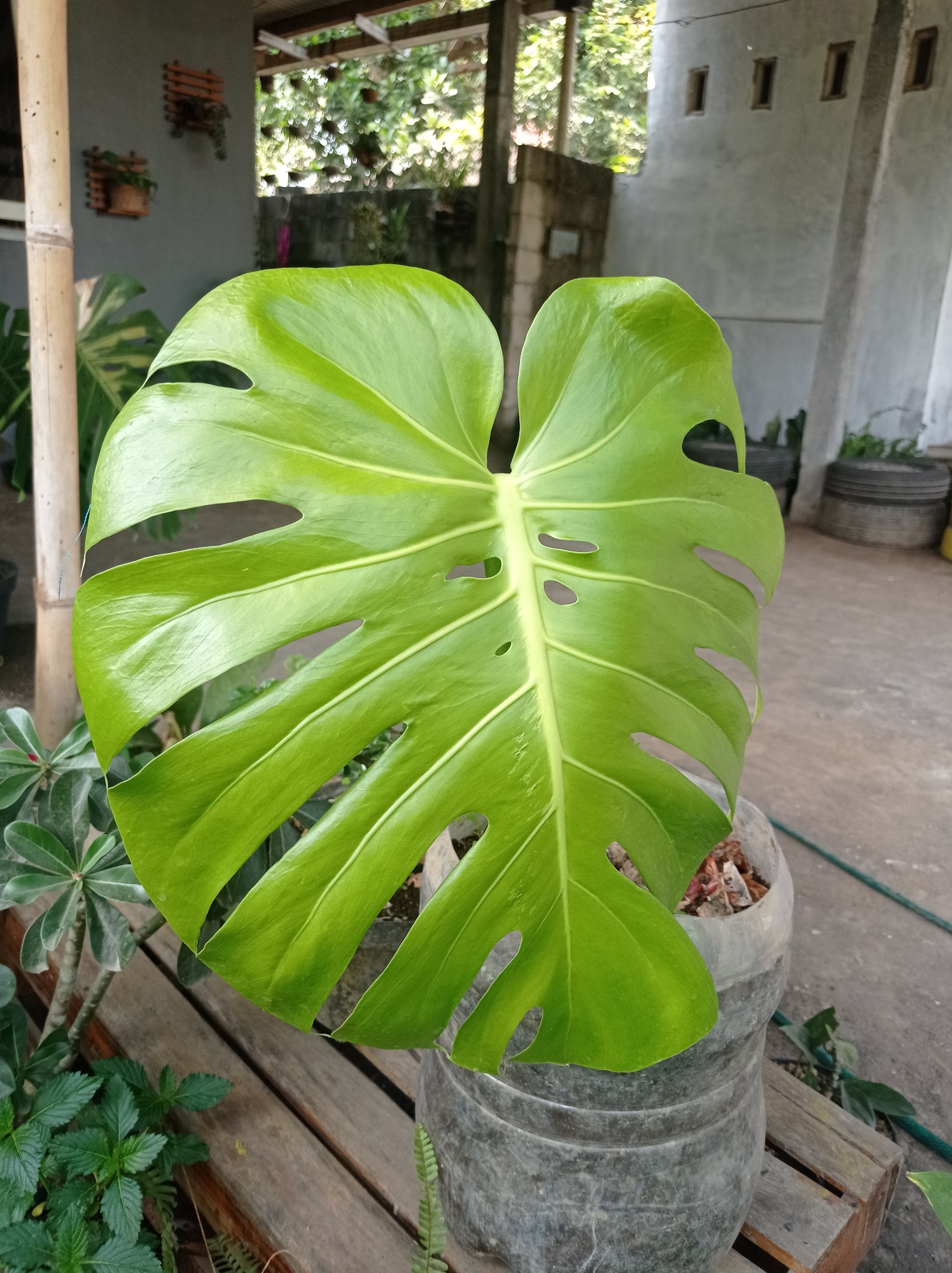 A close-up, eye-level, outdoor shot focuses on a large, vibrant green Monstera leaf with characteristic fenestrations. The leaf dominates the foreground, its veins clearly visible against the bright green. It is potted in a large, weathered, grey planter made of recycled material, which is situated on a wooden slatted platform. To the left of the Monstera, other greenery is visible, including a small tree-like plant with fleshy leaves and some smaller leafy plants.
In the background, a grey wall with decorative wooden planters is partially visible. Beyond that, an open-air structure with a roof supported by pillars is visible, with lush green foliage hanging from above, suggesting a tropical or subtropical environment. The ground appears to be a concrete surface. In the far right background, a stack of grey, circular objects, possibly tires, and more greenery can be seen. The lighting suggests it is daytime, with some sunlight filtering through the overhead foliage. The scene appears to be a residential outdoor space or a garden, possibly in Pandanmulyo, Indonesia, given the tropical flora. There are no people or animals in the image.