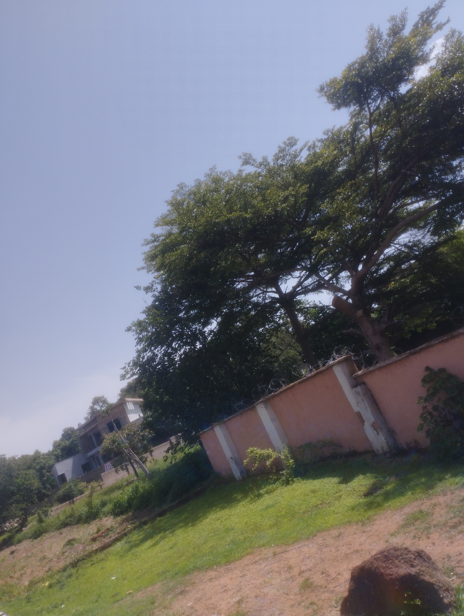 The image depicts an outdoor scene, likely in Jos, Nigeria, on a clear, sunny day. The foreground features a dirt path and a large, reddish-brown rock. A grassy slope rises to the left, covered in green grass and patches of dry earth.
Dominating the mid-ground is a long, coral-pink wall topped with barbed wire, suggesting a boundary. Behind the wall, lush green foliage from trees forms a dense canopy. A large, mature tree with spreading branches and dark green leaves is particularly prominent, its branches reaching towards the sky.
In the background, partially obscured by trees and foliage, is a multi-story building under construction. It appears to be made of concrete and has a light-colored exterior. The overall setting suggests a semi-rural or developing urban area, with natural elements like trees and vegetation alongside man-made structures. There is no visible text in the image. The bright sunlight and clear sky indicate it is daytime.