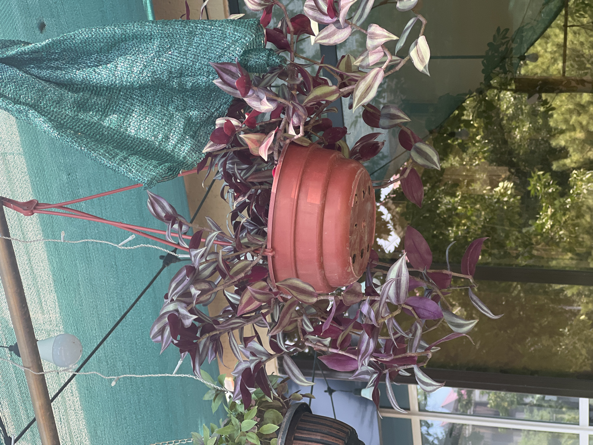 A close-up shot captures a hanging plant with vibrant purple and green striped leaves, a common houseplant known as Wandering Jew, in a reddish-brown pot. The pot is suspended by red strings from a wooden beam, partially obscured by a green mesh shade. A single light bulb hangs nearby. In the background, blurred green foliage and a reflective window suggest an outdoor setting, possibly a balcony or patio, in Shymkent, Kazakhstan. The overall impression is one of a domestic setting, likely an urban dwelling.