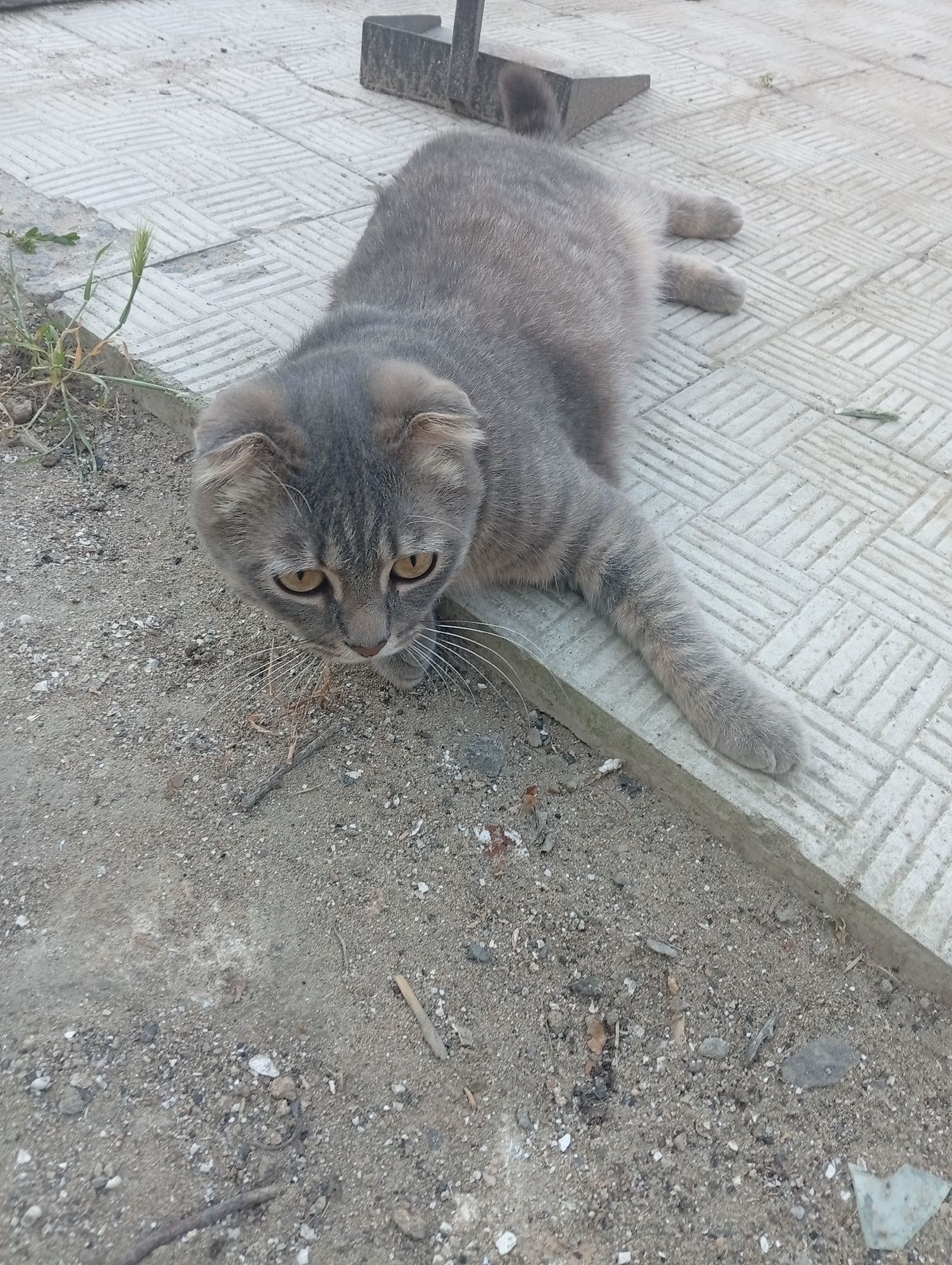 A gray tabby cat with folded ears is lying on a patterned concrete surface. The cat is looking downwards and to its left. To the left of the cat, there is a patch of dirt with some sparse green vegetation. The concrete surface is adjacent to a patch of dirt and gravel. In the background, a dark, angular object is partially visible. The scene appears to be outdoors, possibly in a courtyard or pathway, and the lighting suggests it is daytime. The image was taken in Mykolaiv, Ukraine.