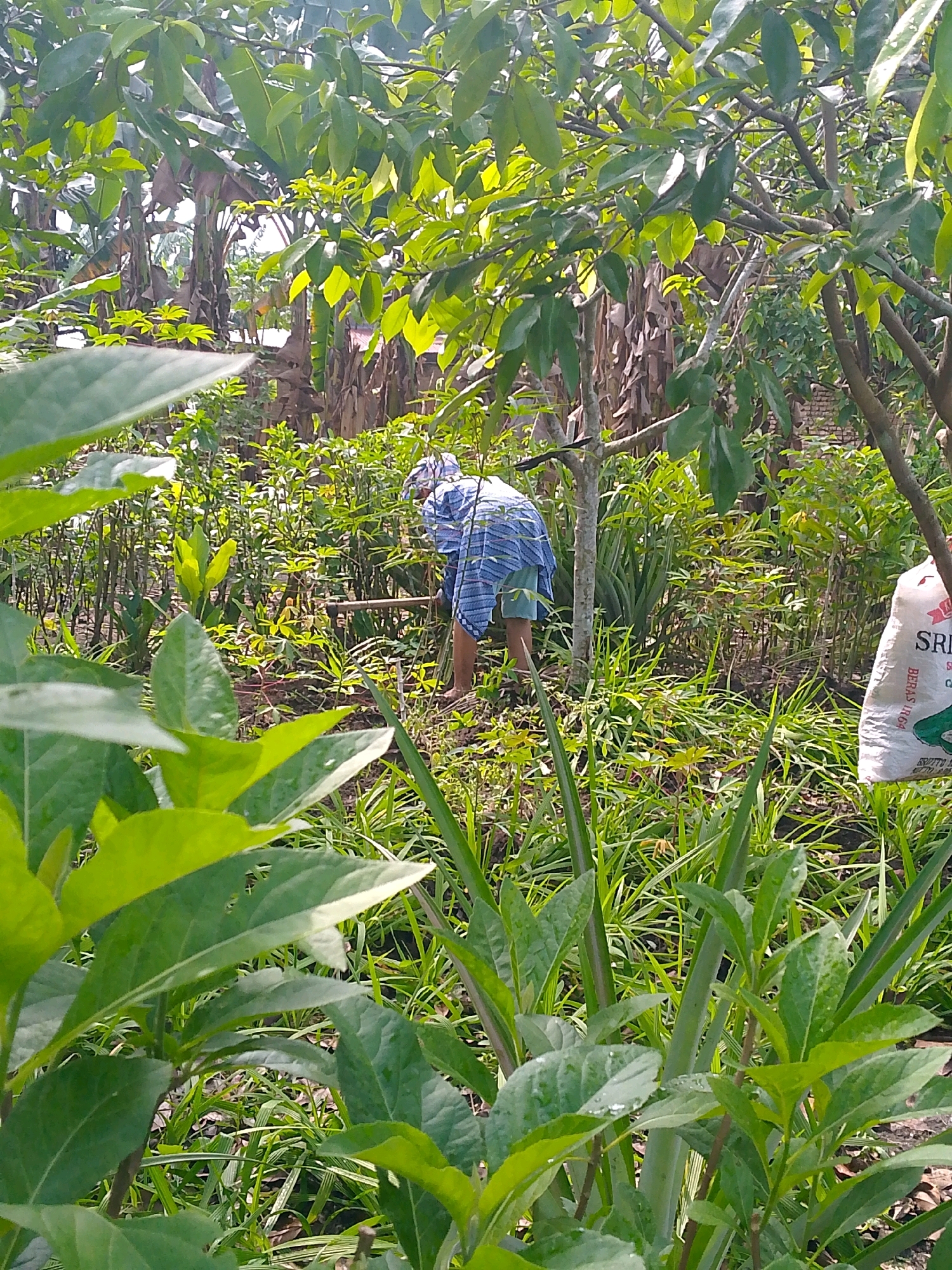 An individual, wearing a blue and white striped garment and a head covering, is engaged in gardening activities in a lush, overgrown outdoor setting. They are bent over, seemingly tending to plants with a tool, possibly a hoe, partially visible. The environment is characterized by dense foliage, including tall grasses, leafy plants, and the trunks of trees or large plants. A white sack with some visible writing, possibly related to agriculture, is positioned to the right of the frame. The scene appears to be a garden or farmland, possibly in a rural or semi-rural area within Limbong, Indonesia. The lighting suggests it is daytime, with sunlight filtering through the leaves, creating dappled shadows.