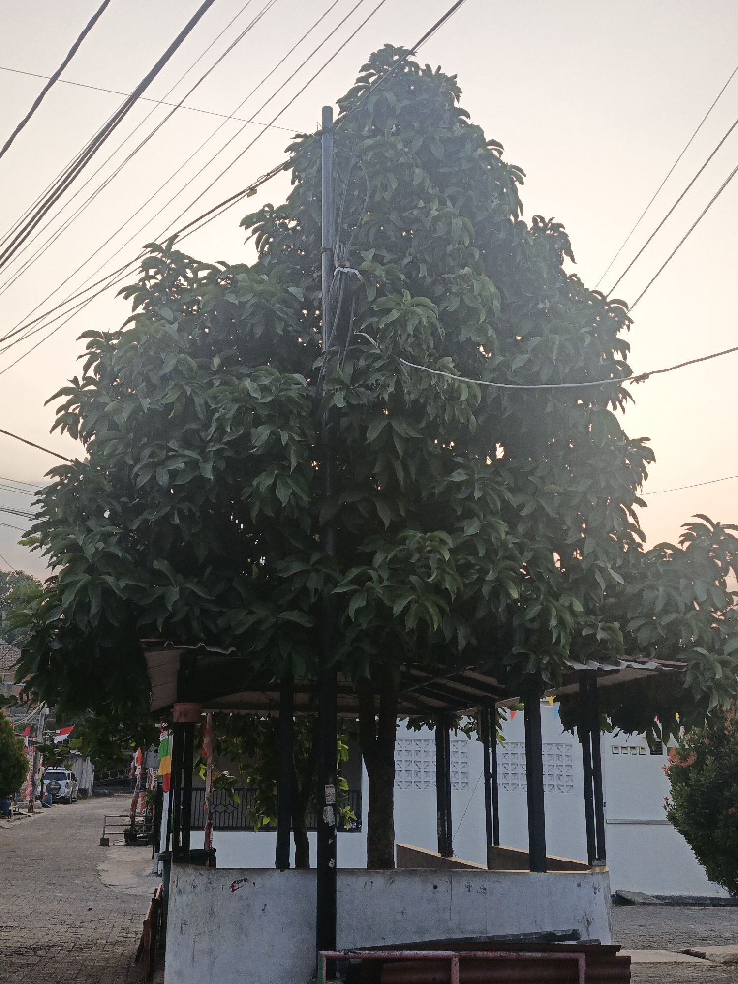 The image depicts a street scene at dusk in Cilegon, Indonesia. A large, leafy tree dominates the foreground, its branches spreading over a small, open-sided structure with a corrugated metal roof supported by dark poles. The structure appears to be a waiting area or a shelter, with concrete foundations and seating. The tree is partially obscuring a white building with decorative ventilation blocks.
To the left of the tree, a paved road winds away from the viewer, with a white SUV parked on the side. Small flags, likely Indonesian flags (red and white), are visible along the road, suggesting a national or local celebration. Power lines crisscross the sky above the tree and buildings. The sky is a soft, hazy orange, indicating the setting sun. The overall impression is one of a quiet, possibly residential, area at the end of the day.